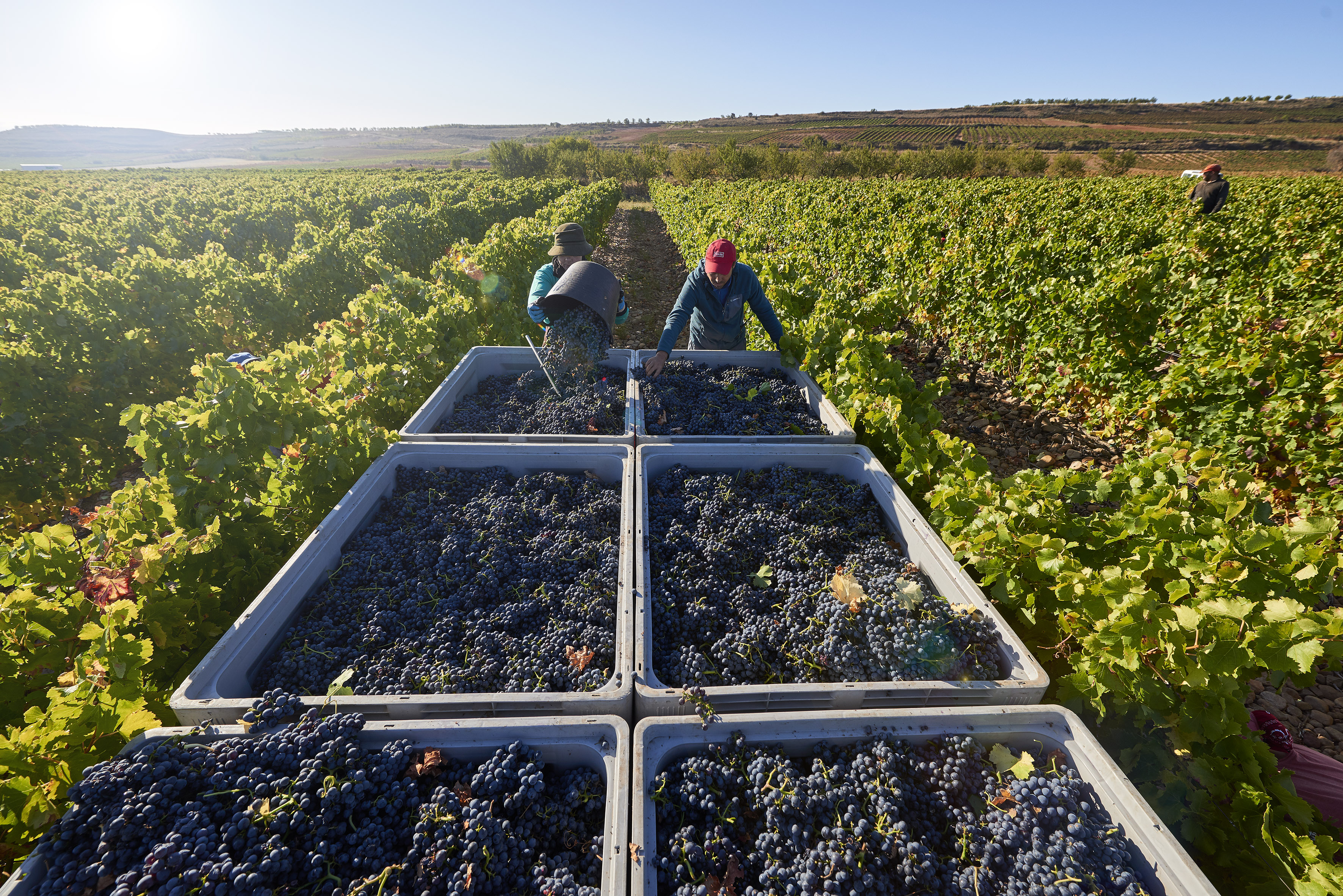 wine harvest
