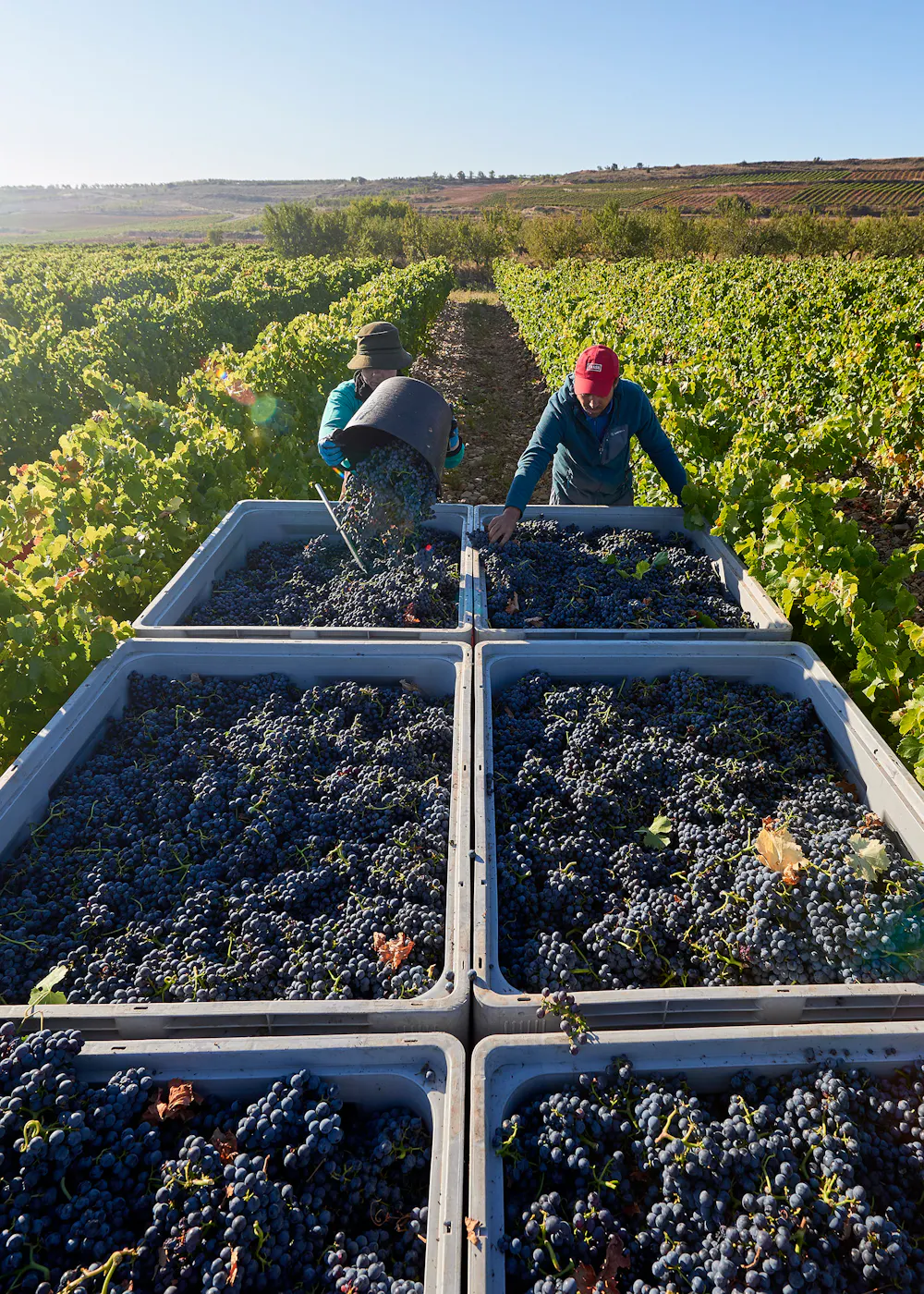 wine harvest