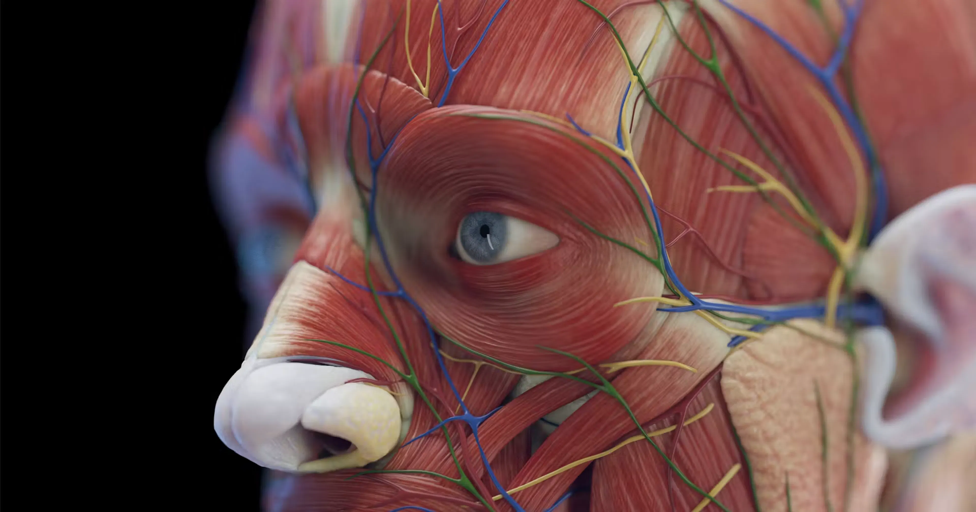 Ai image of Facial ligaments