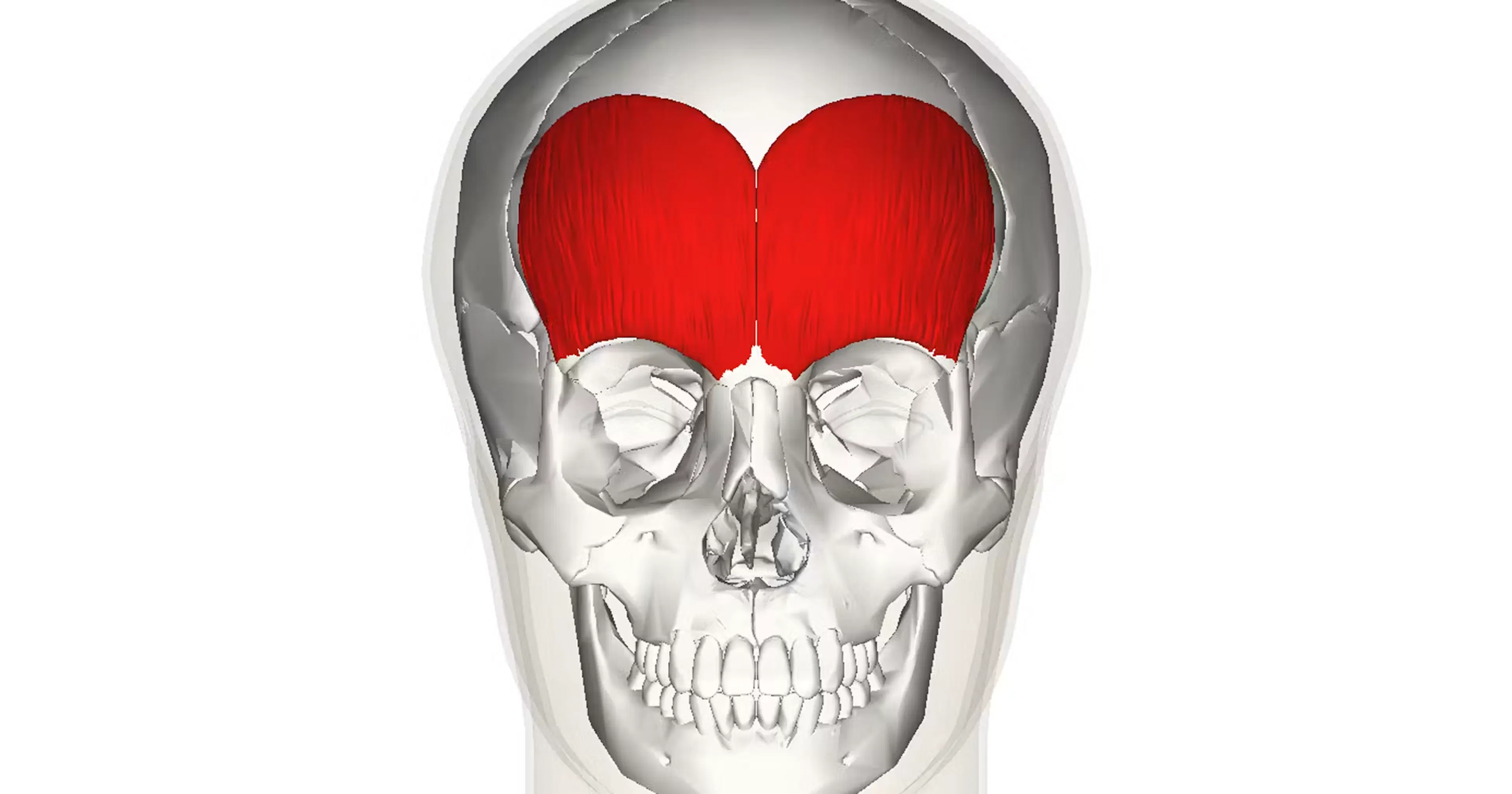 Biodirectional Movement of the Frontalis Muscle diagram