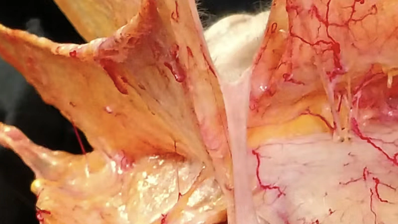 Layers of the Face