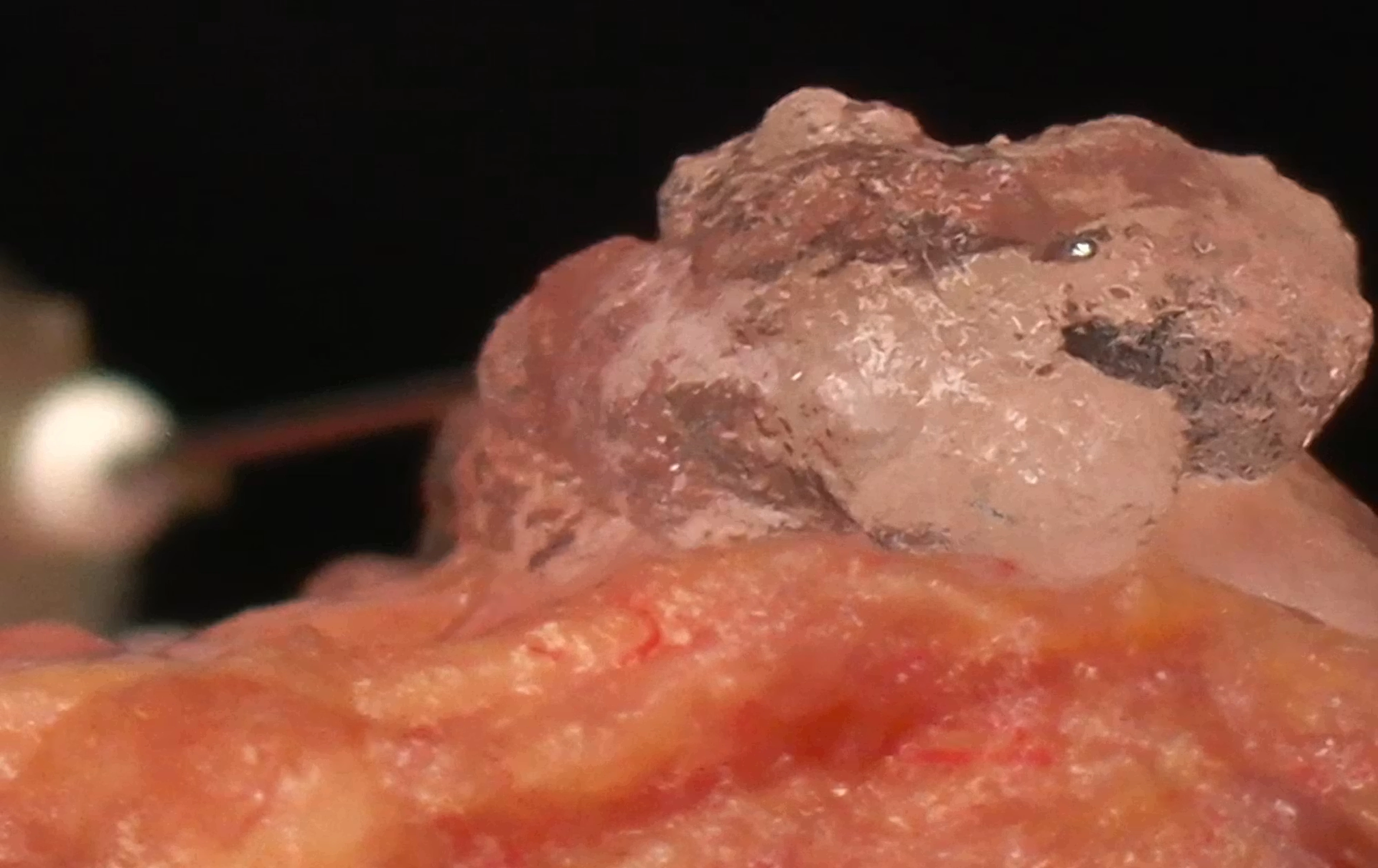 Rheology being performed on a cadaver