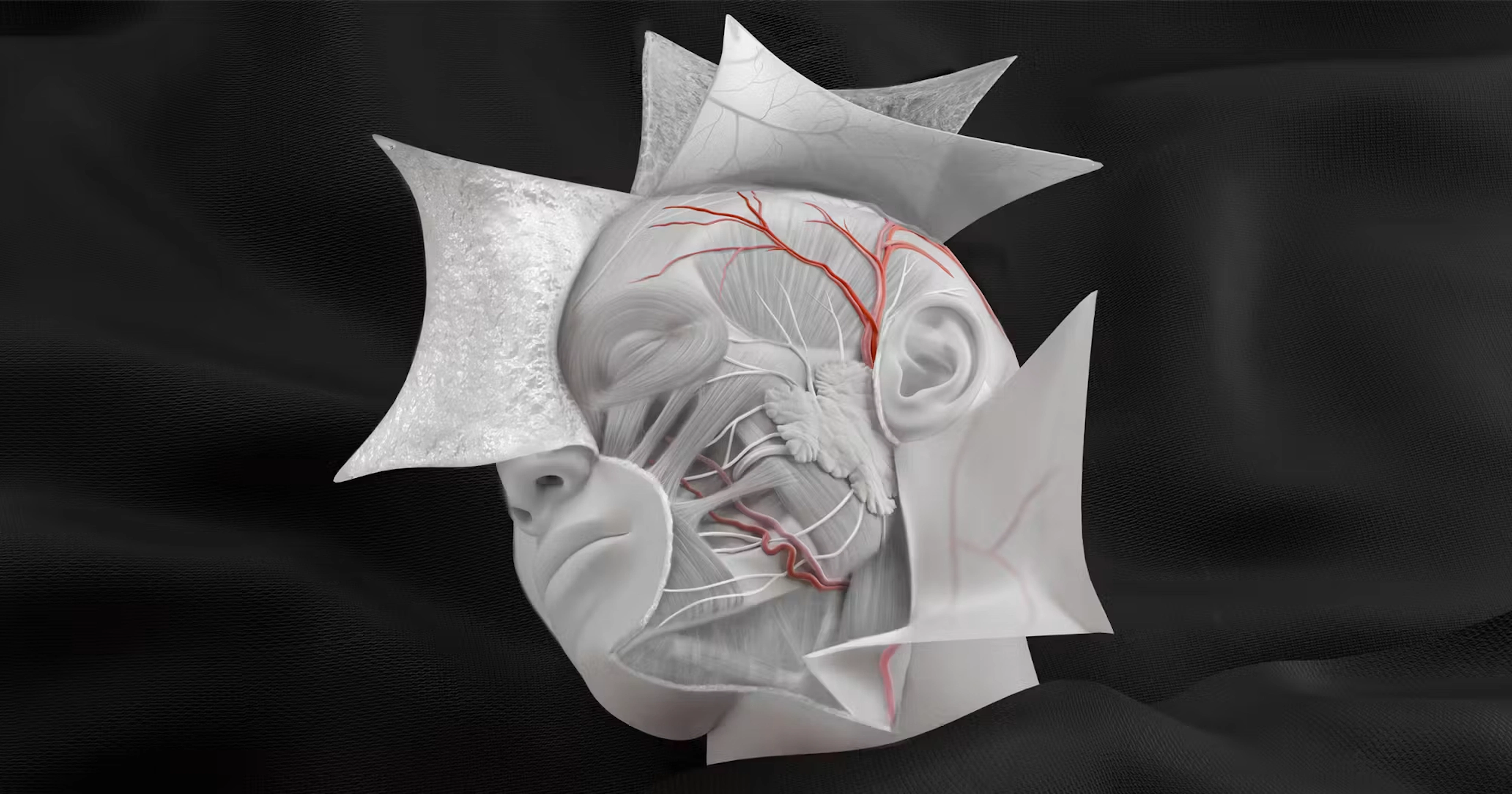 The human face layer-by-layer schematic
