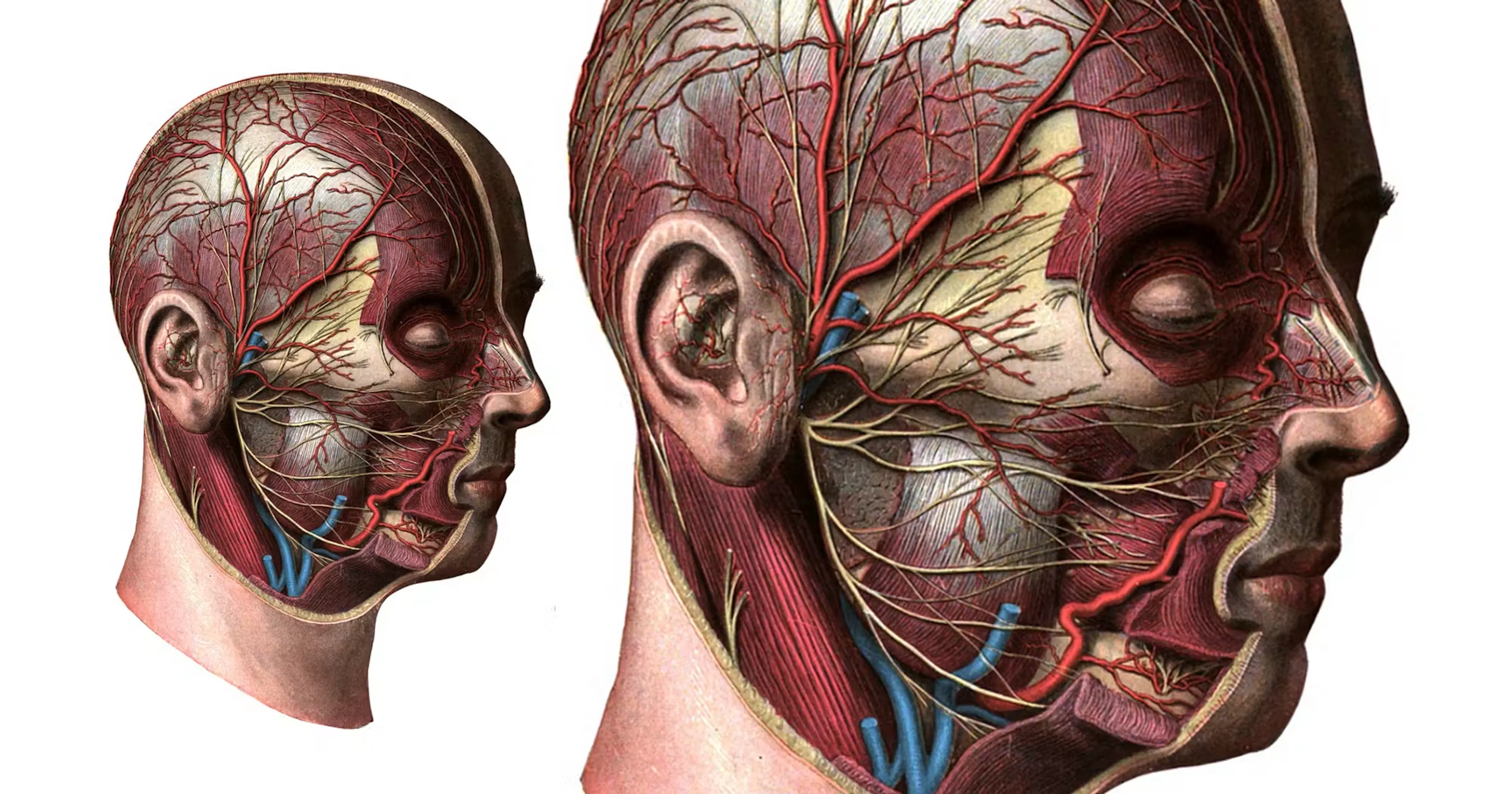 Facial arteries diagram