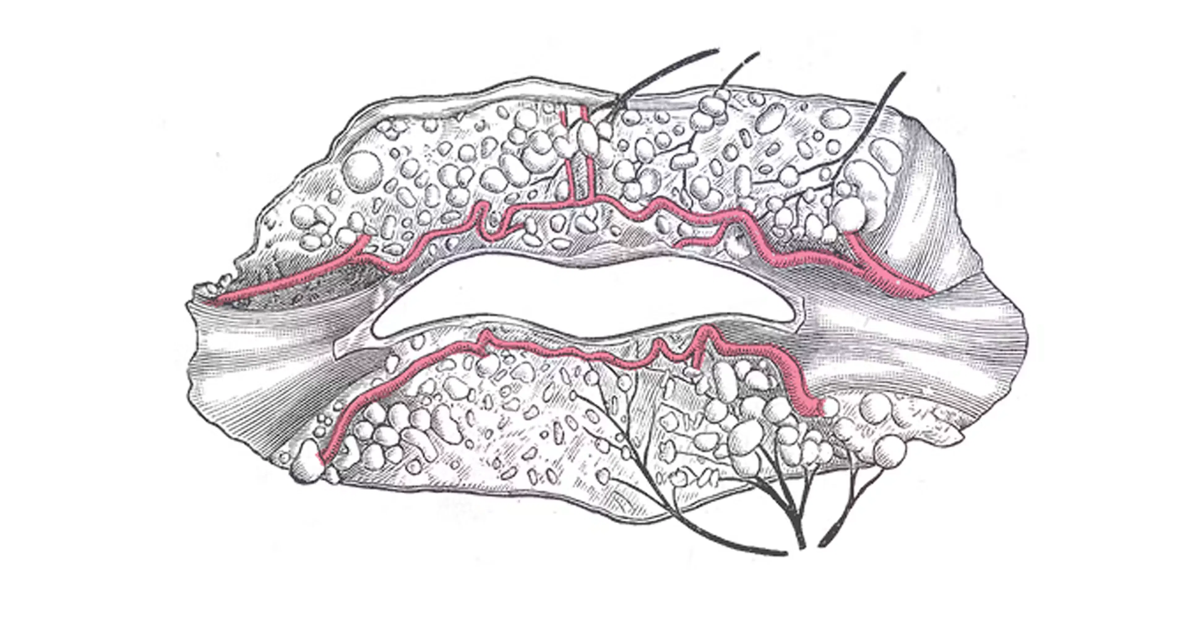 Distribution Pattern of the Superior and Inferior Labial Arteries
