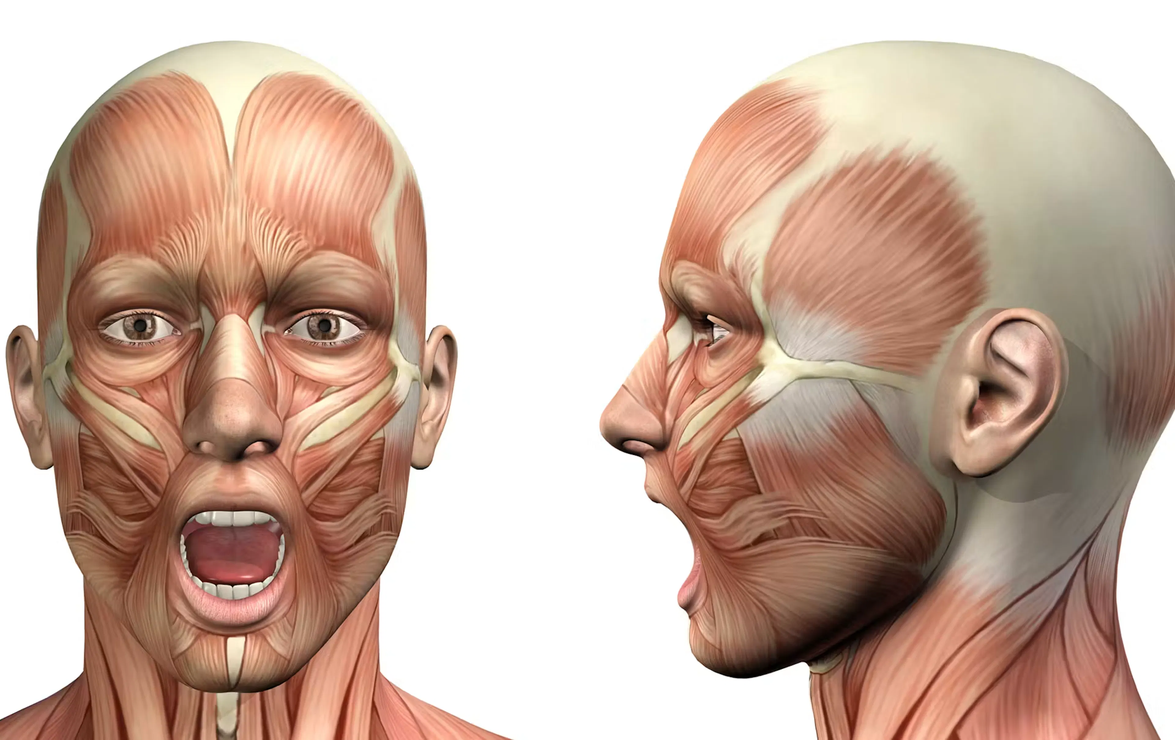 Exploratory Analysis of Upper Facial Muscle Interplay During Emotional Expressions diagram