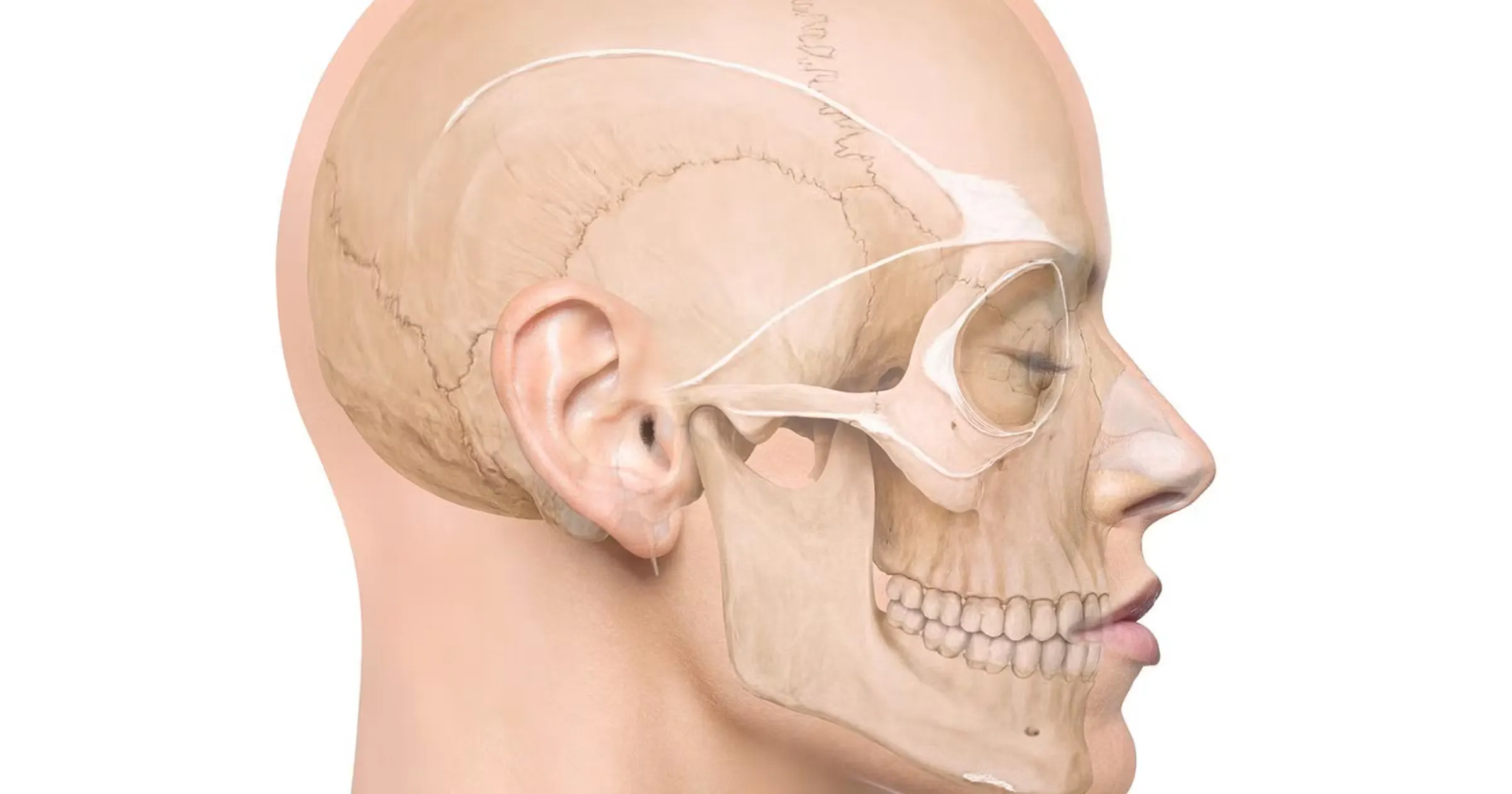Human facial ligaments anatomical schematic
