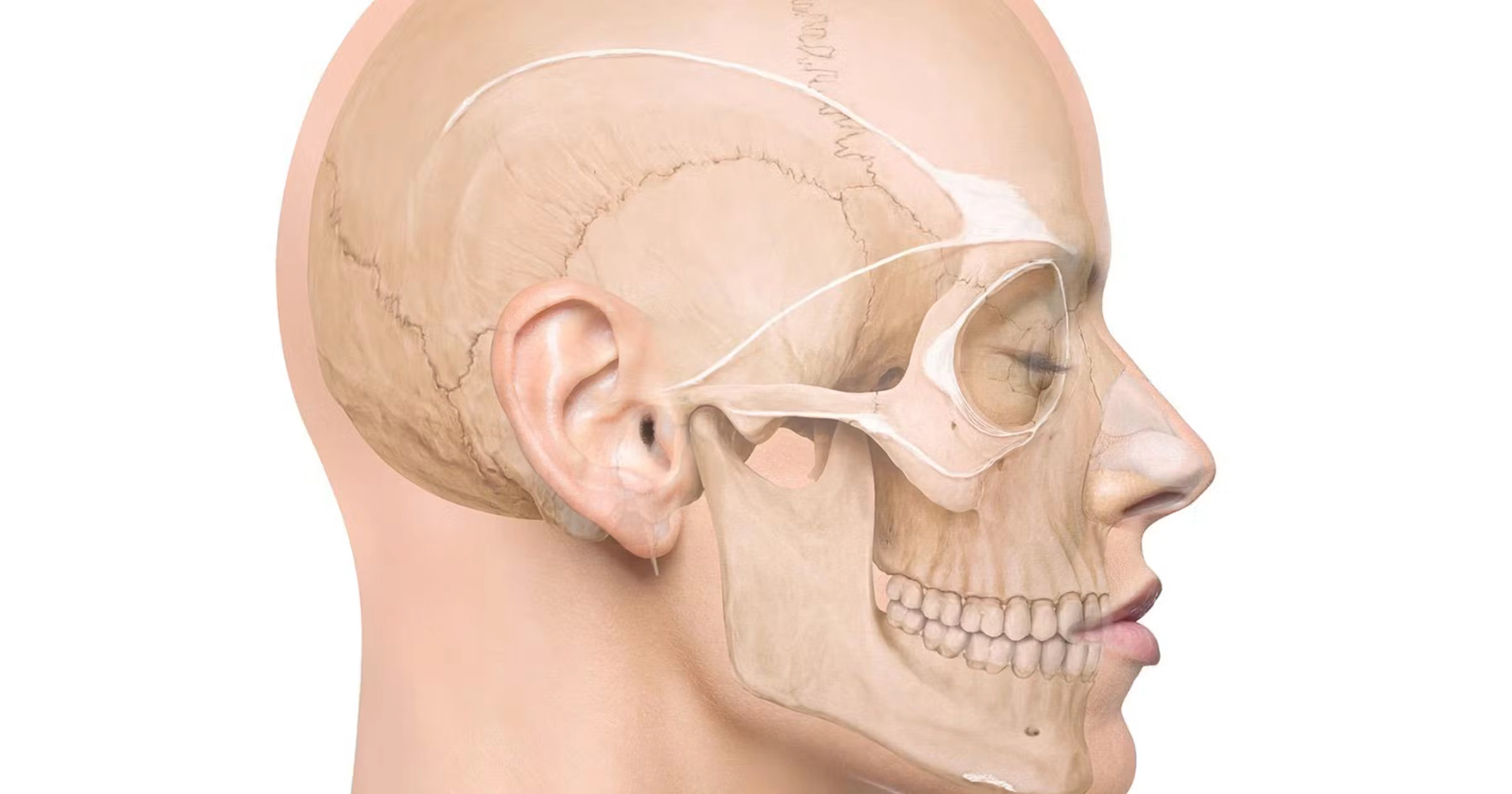 Human facial ligaments anatomical schematic