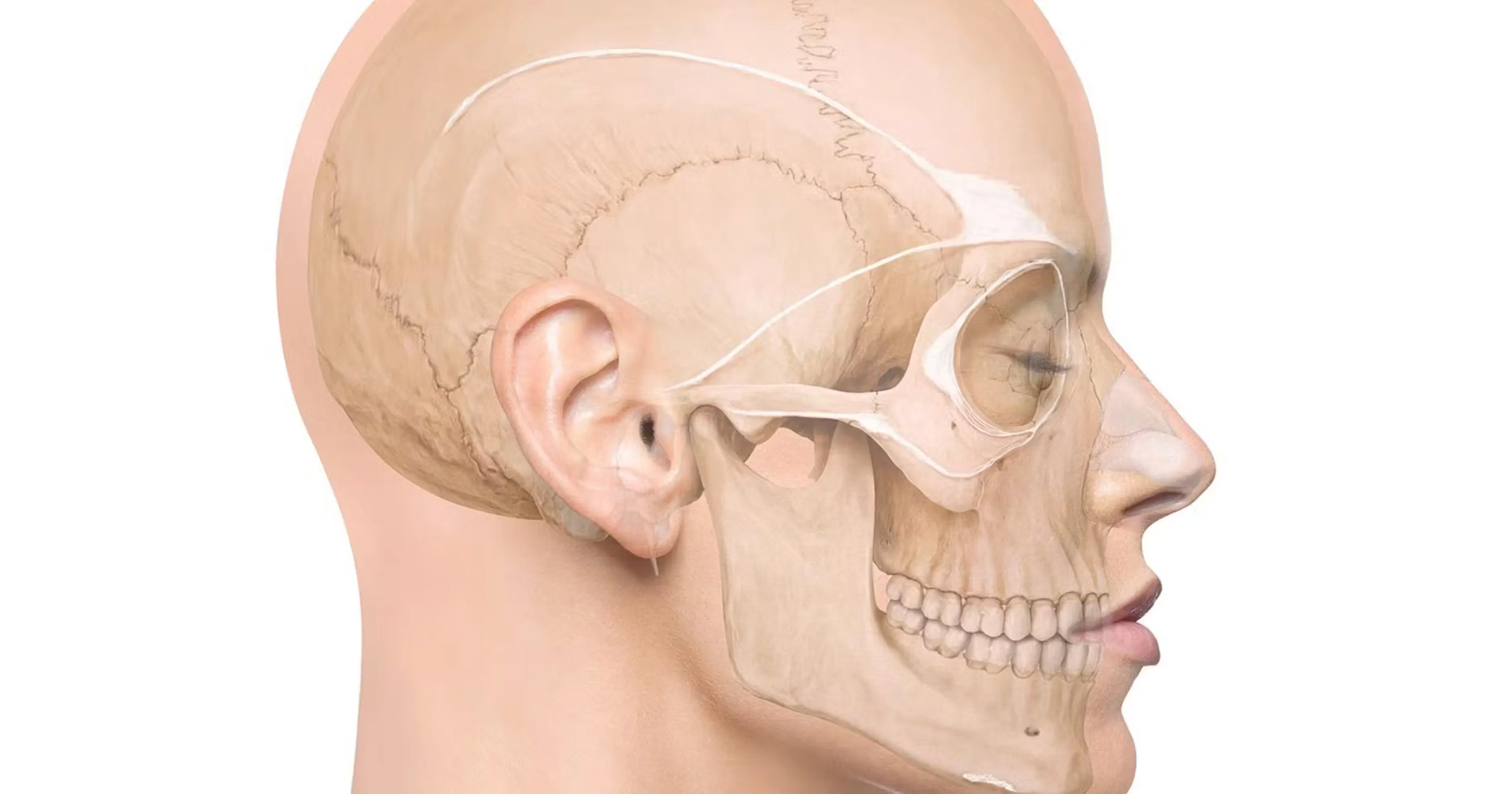Human facial ligaments anatomical schematic