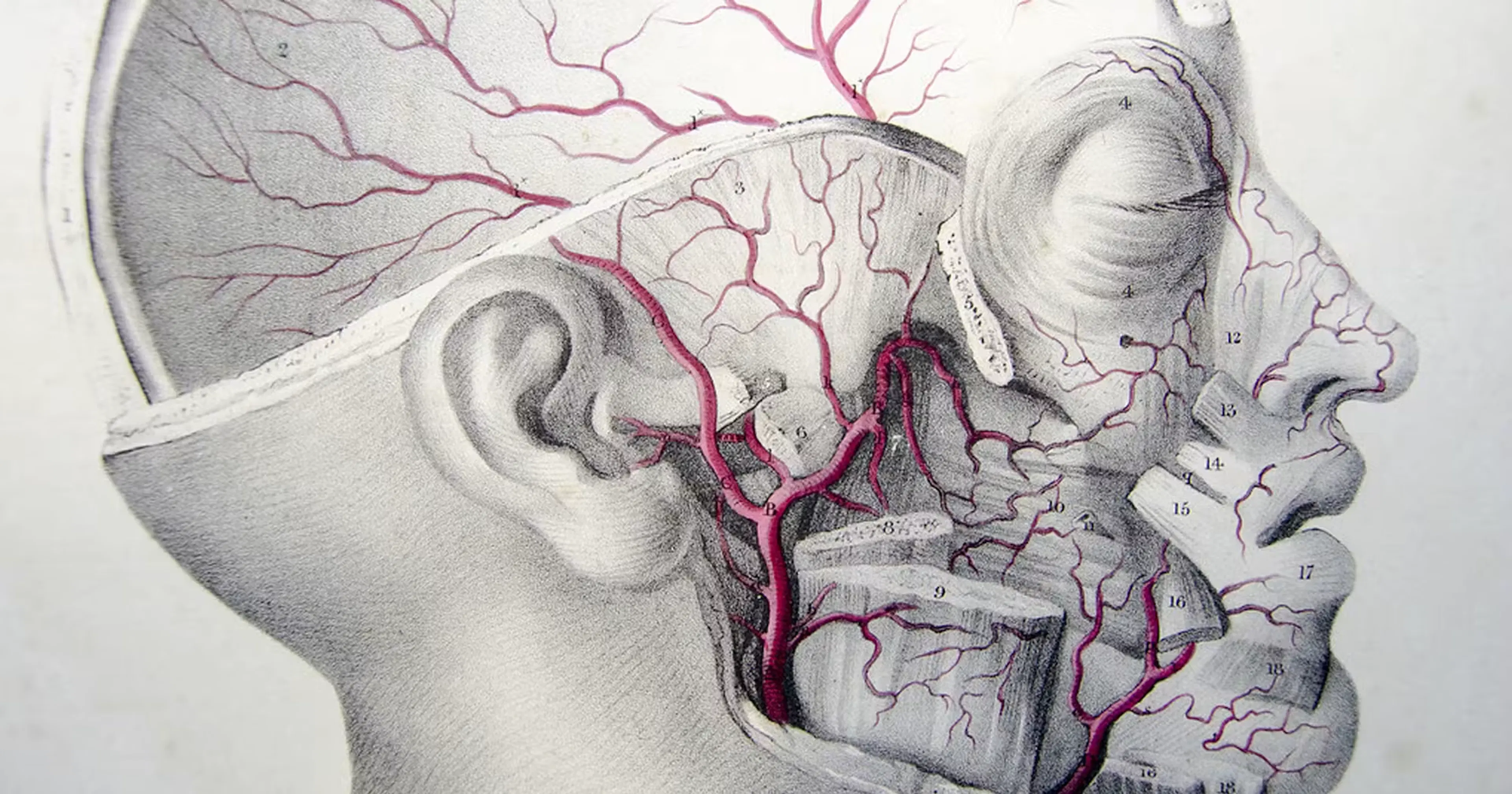 Arteries of the Face diagram