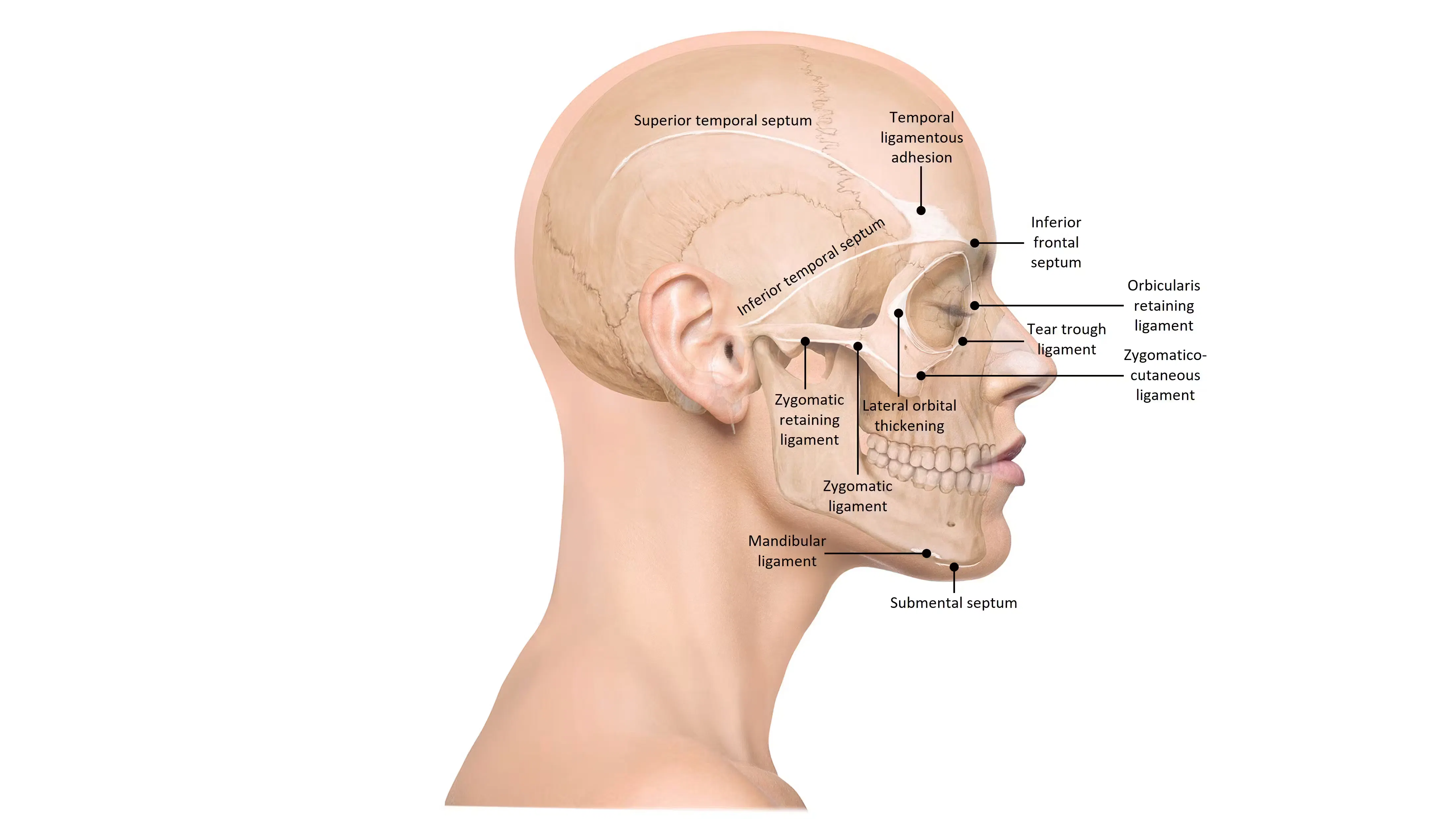 Image of all of the ligaments in the face