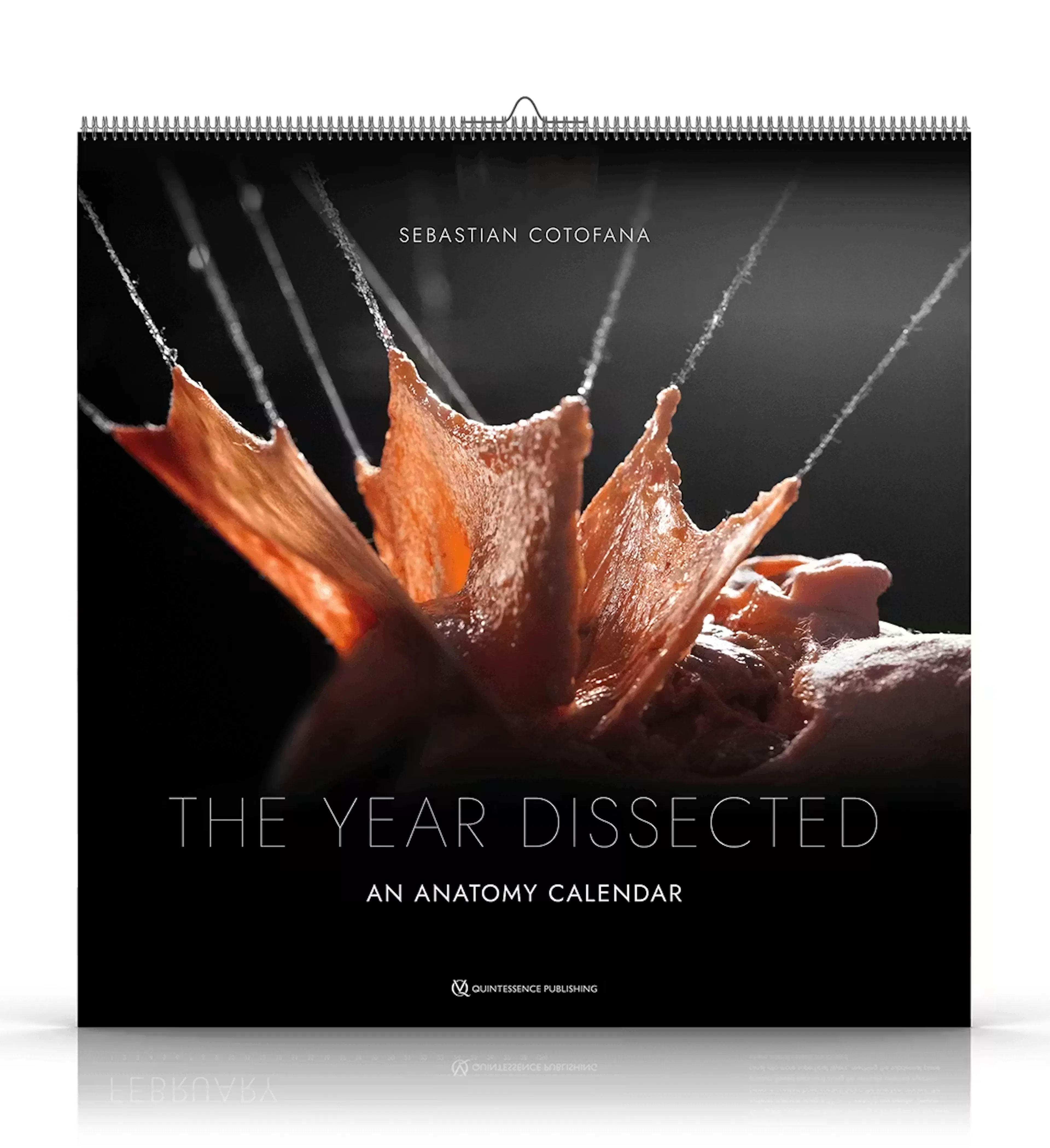 The Year Dissected Calendar