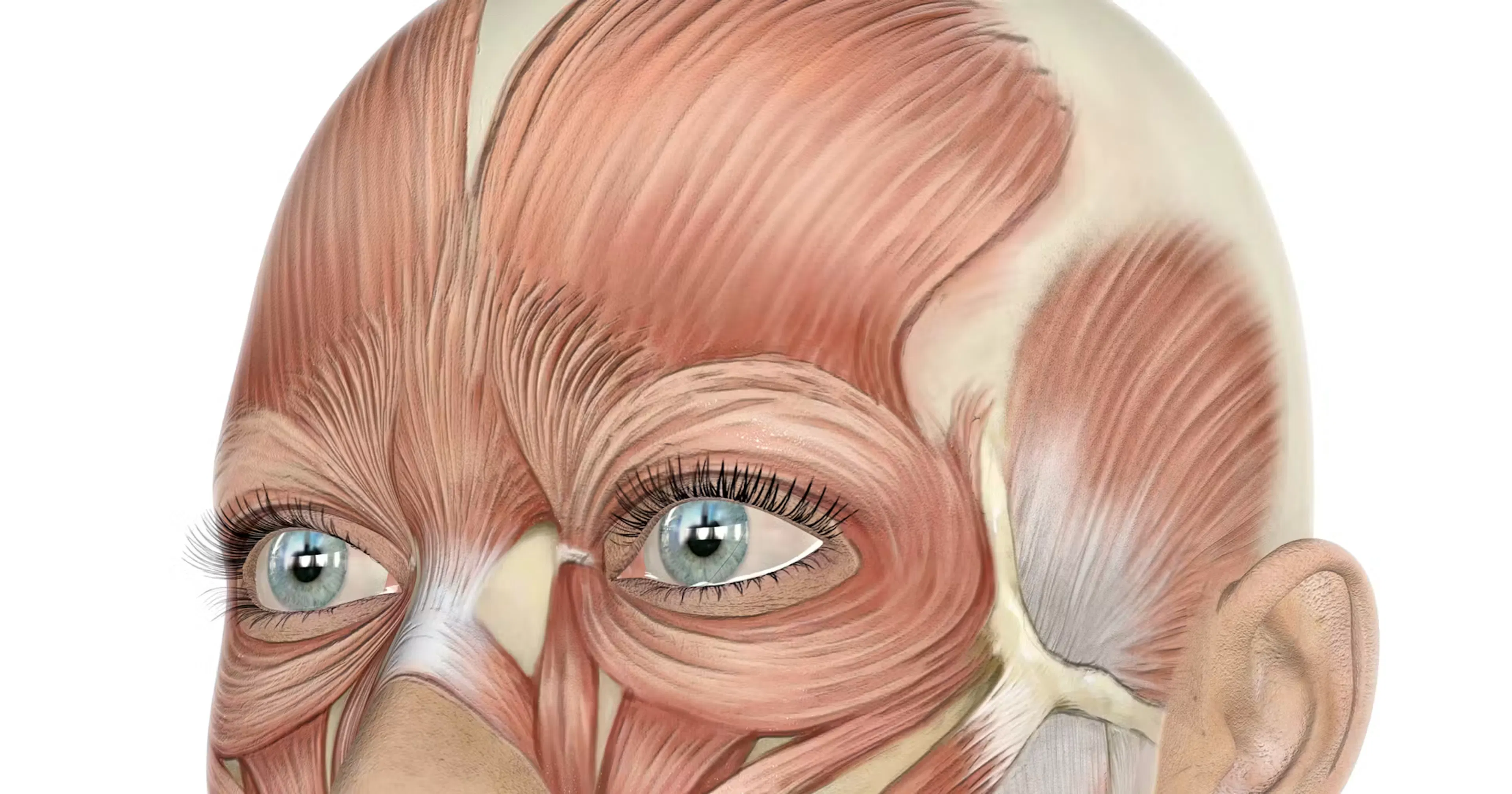 Upper Face Clinical Anatomy and Regional Approaches diagram