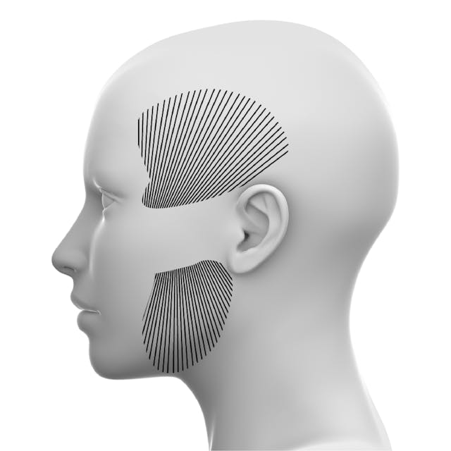 Lateral Face Online Course Cotofana Anatomy