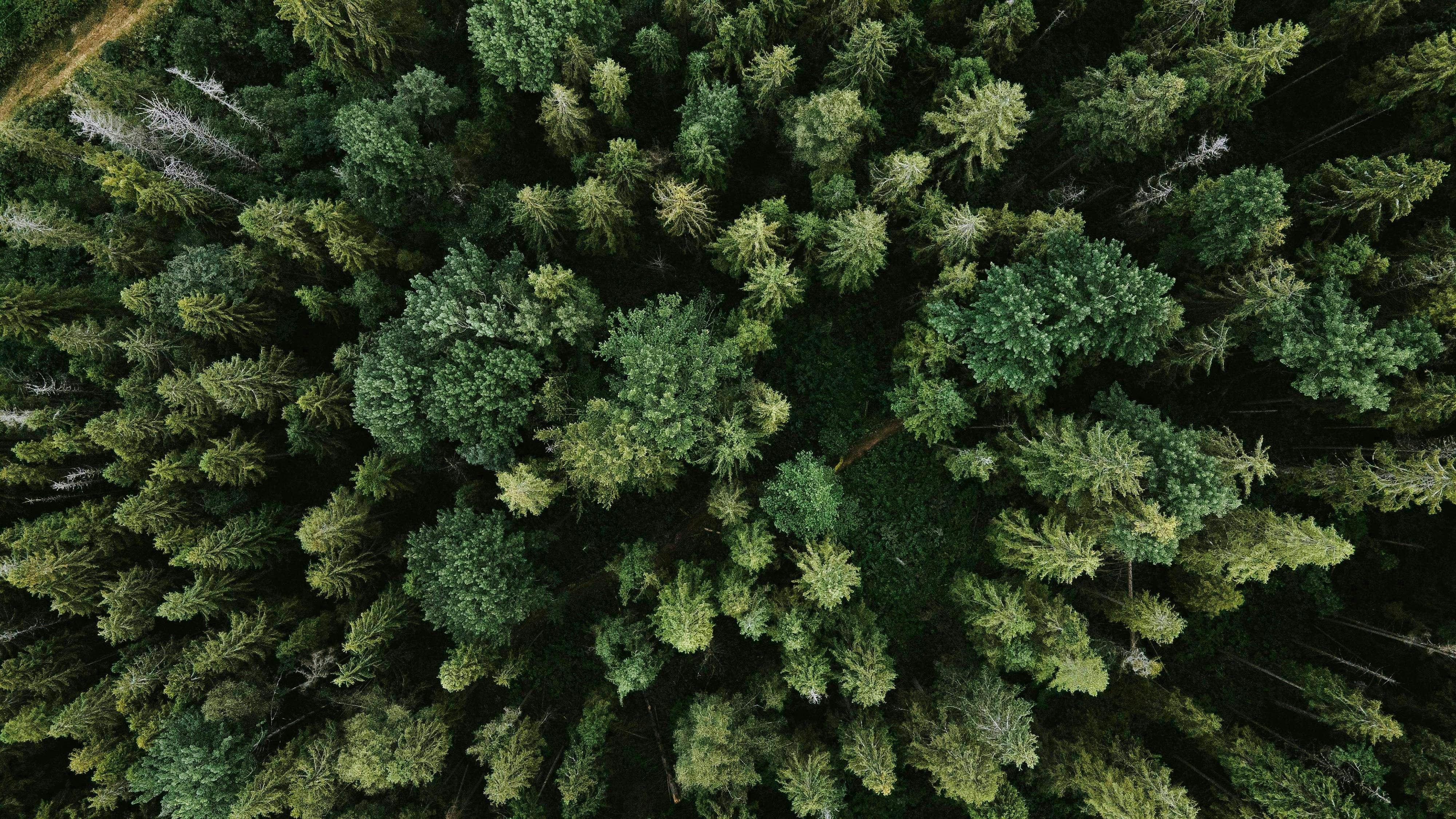 aerial view of forest for net zero