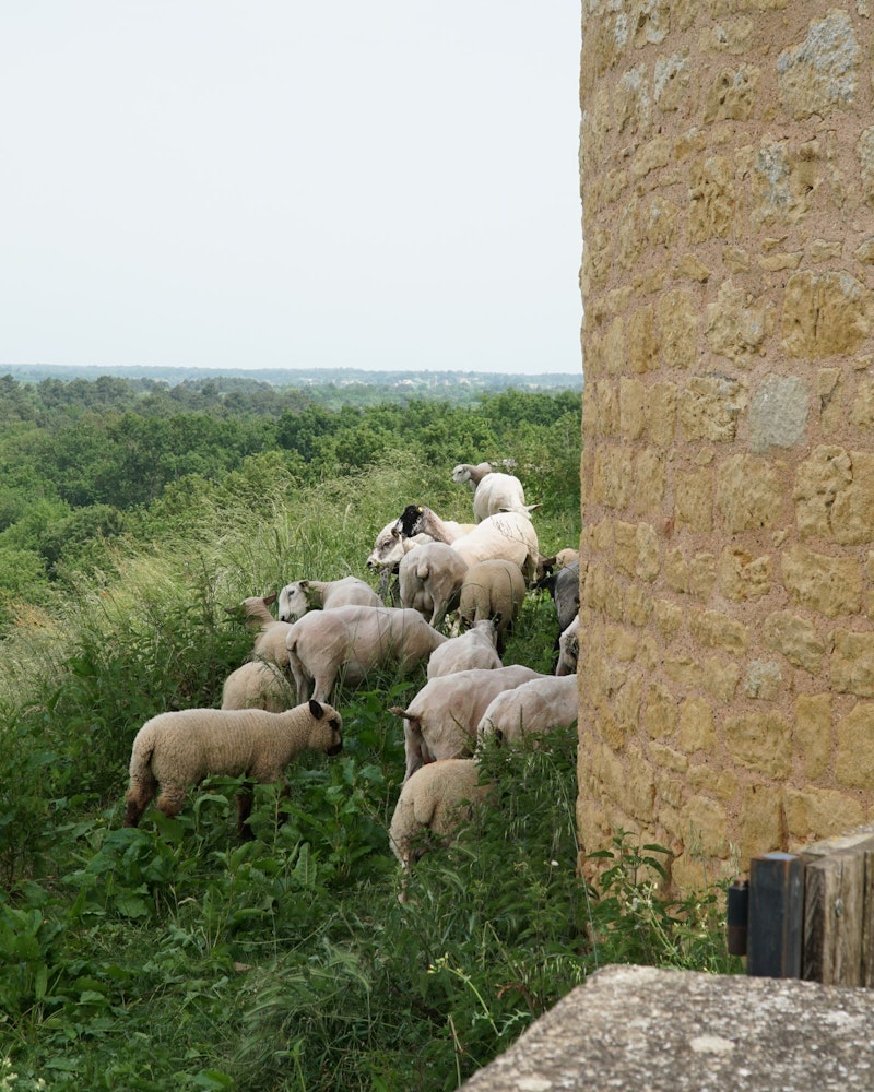 Sheep at Château de Biron