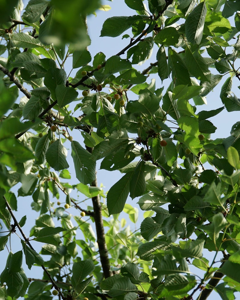 Fruit trees