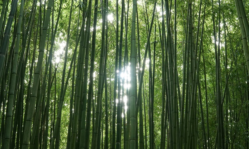 Bamboo gardens