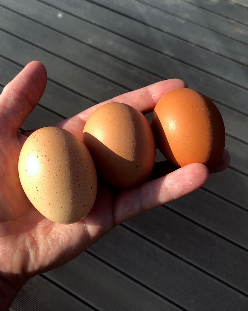 Harlosh eggs from the croft
