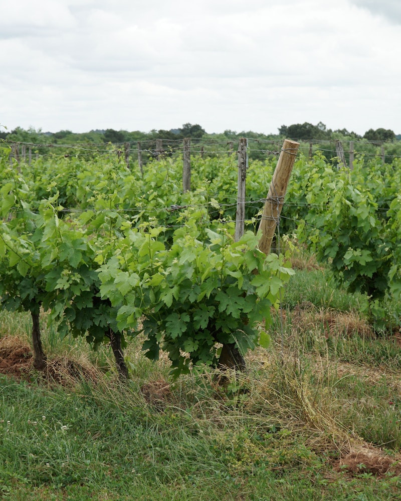 Domain de a Tuque vineyard