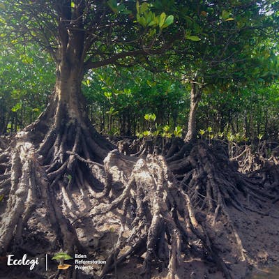 Ecologi carbon positive partner supporting eco projects like planting trees within mangroves