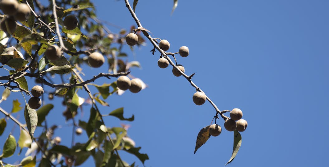 Sapindus tree growing soapberry fruit