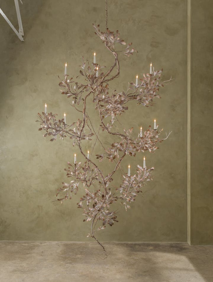 Cox London - Mater Quercus