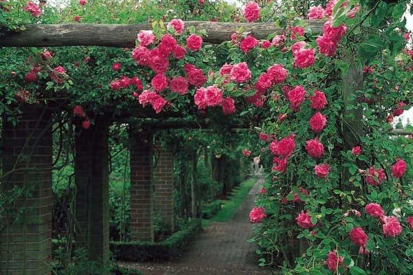 area covered in shade and flowers