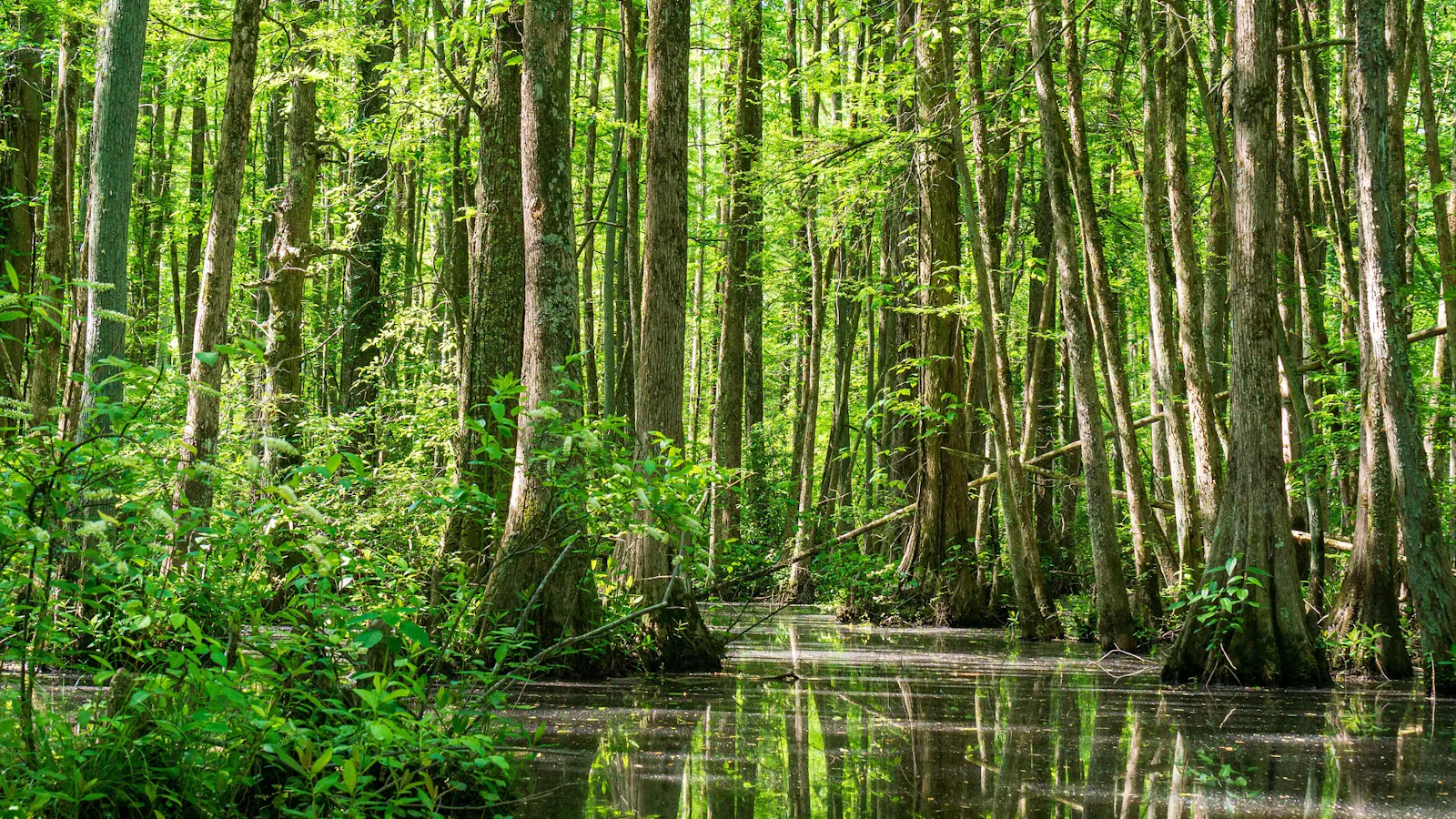 A Cypress forest