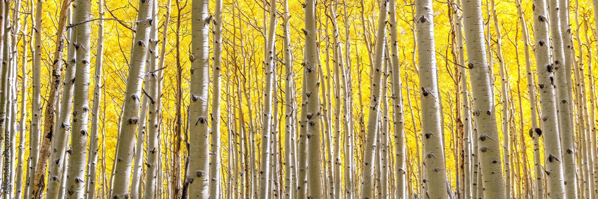 Forest of aspen trees