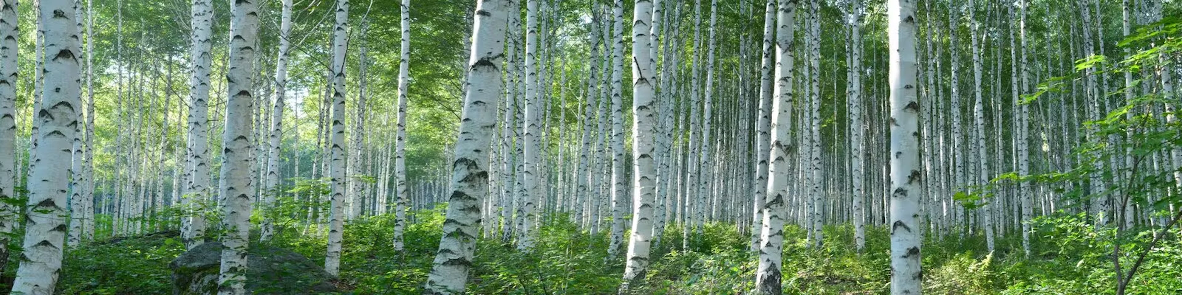 Forest of birch trees