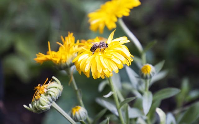 close up of a bee on a flower