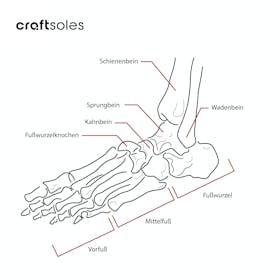 Anatomie des Fußes mit Beschriftung