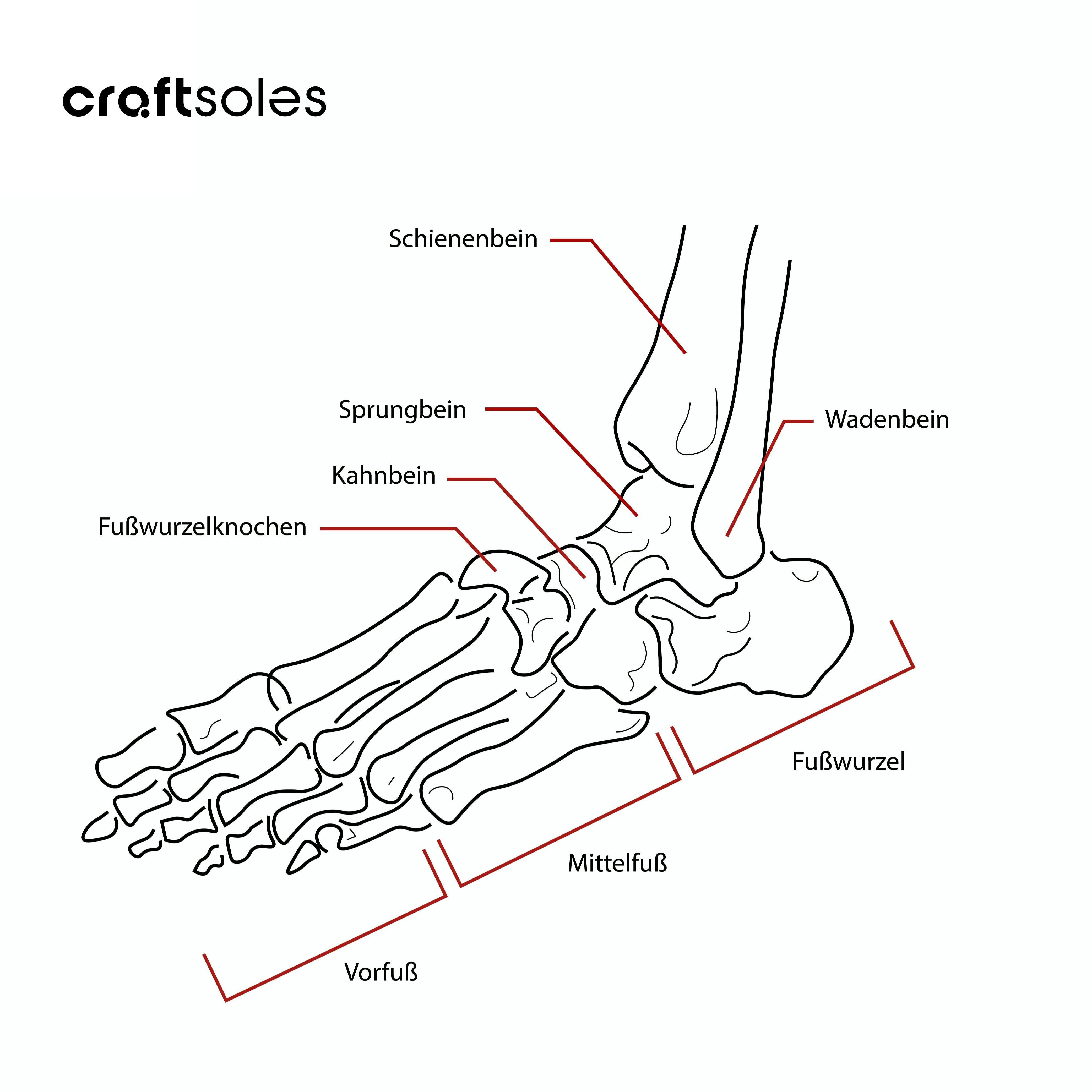 Anatomie des Fußes