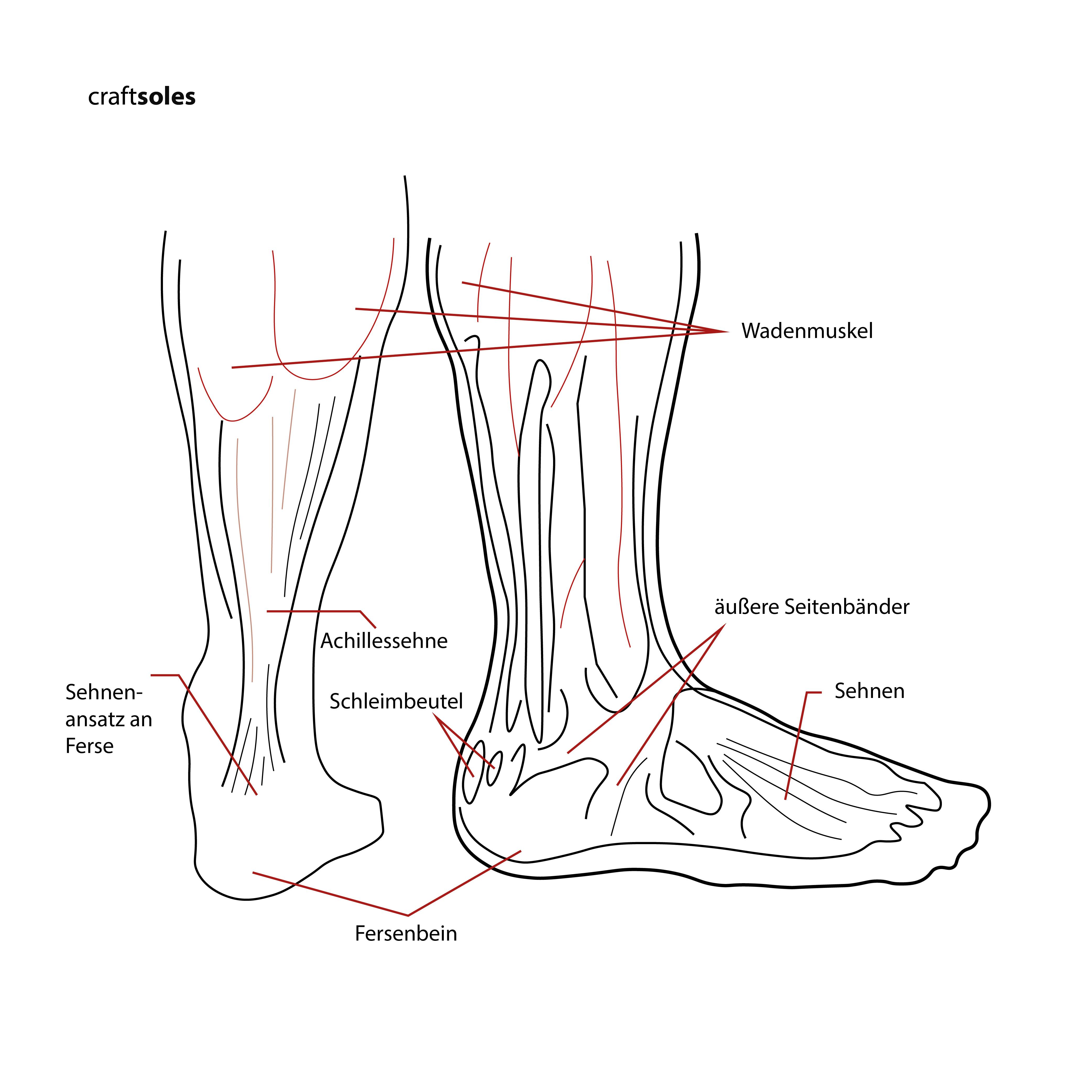 Anatomie Fuß/Bein