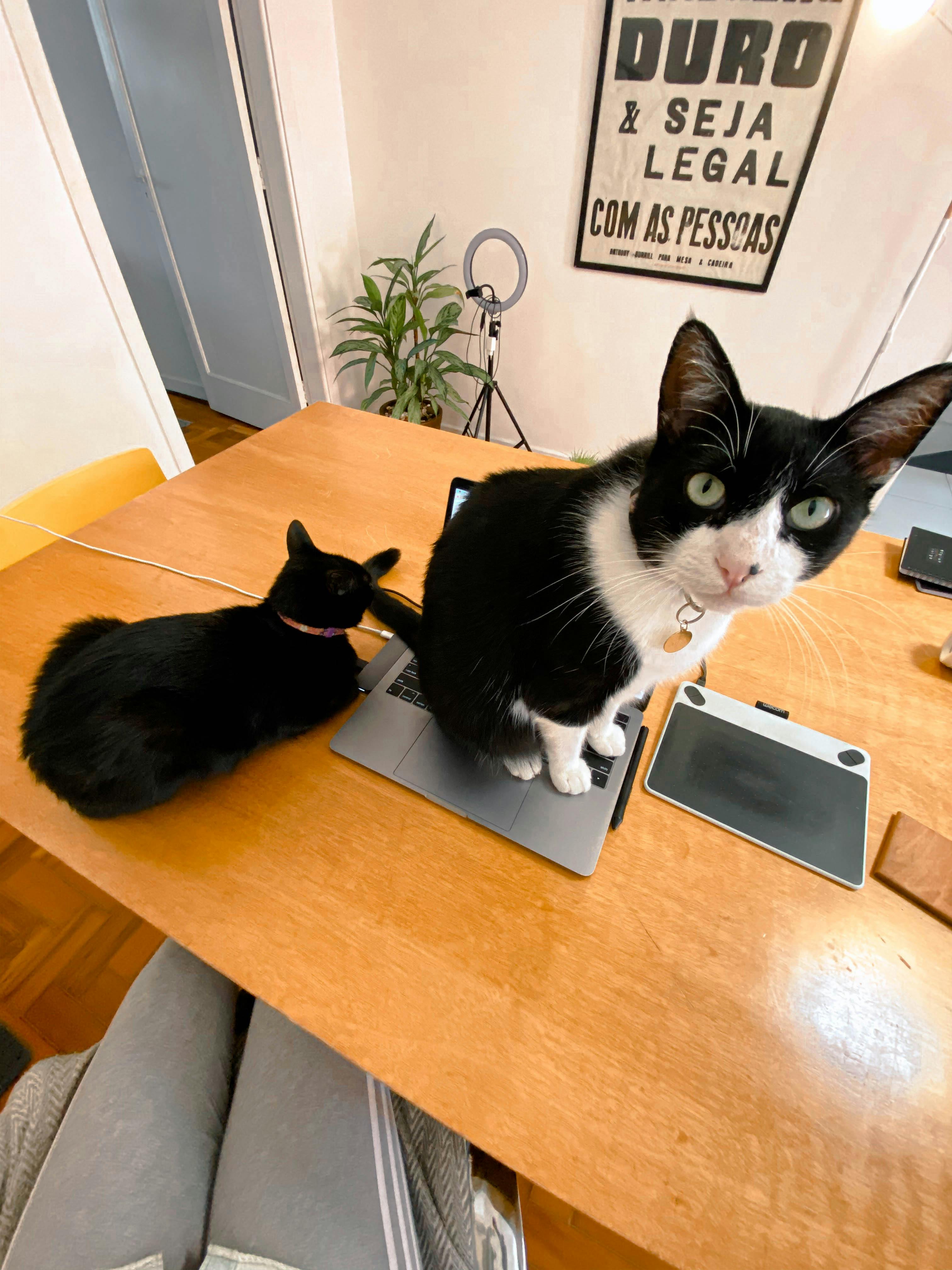 Imagem com uma mesa de trabalho e um gato em cima do computador. Outro gato descansa ao lado do computador.