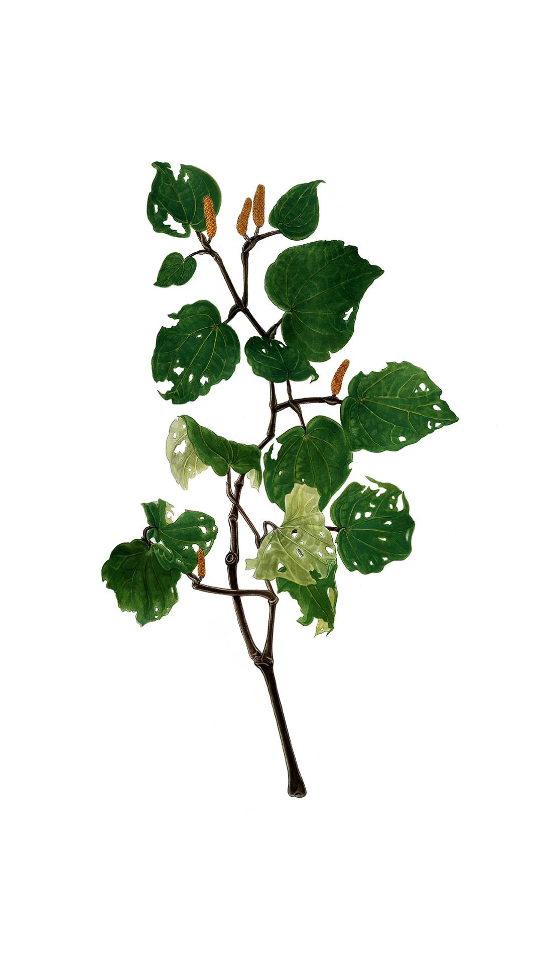Botanical illustrations by Erin Forsyth