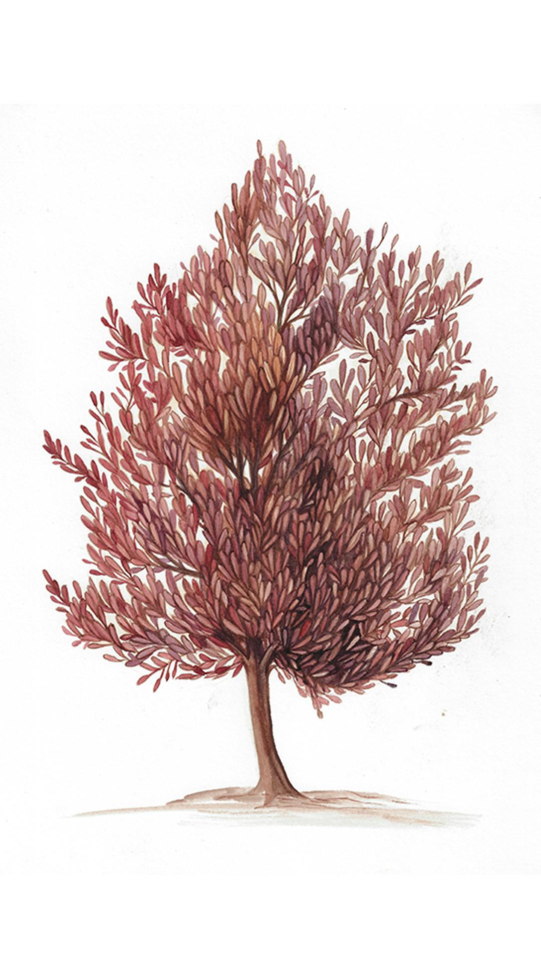 Botanical illustrations by Erin Forsyth