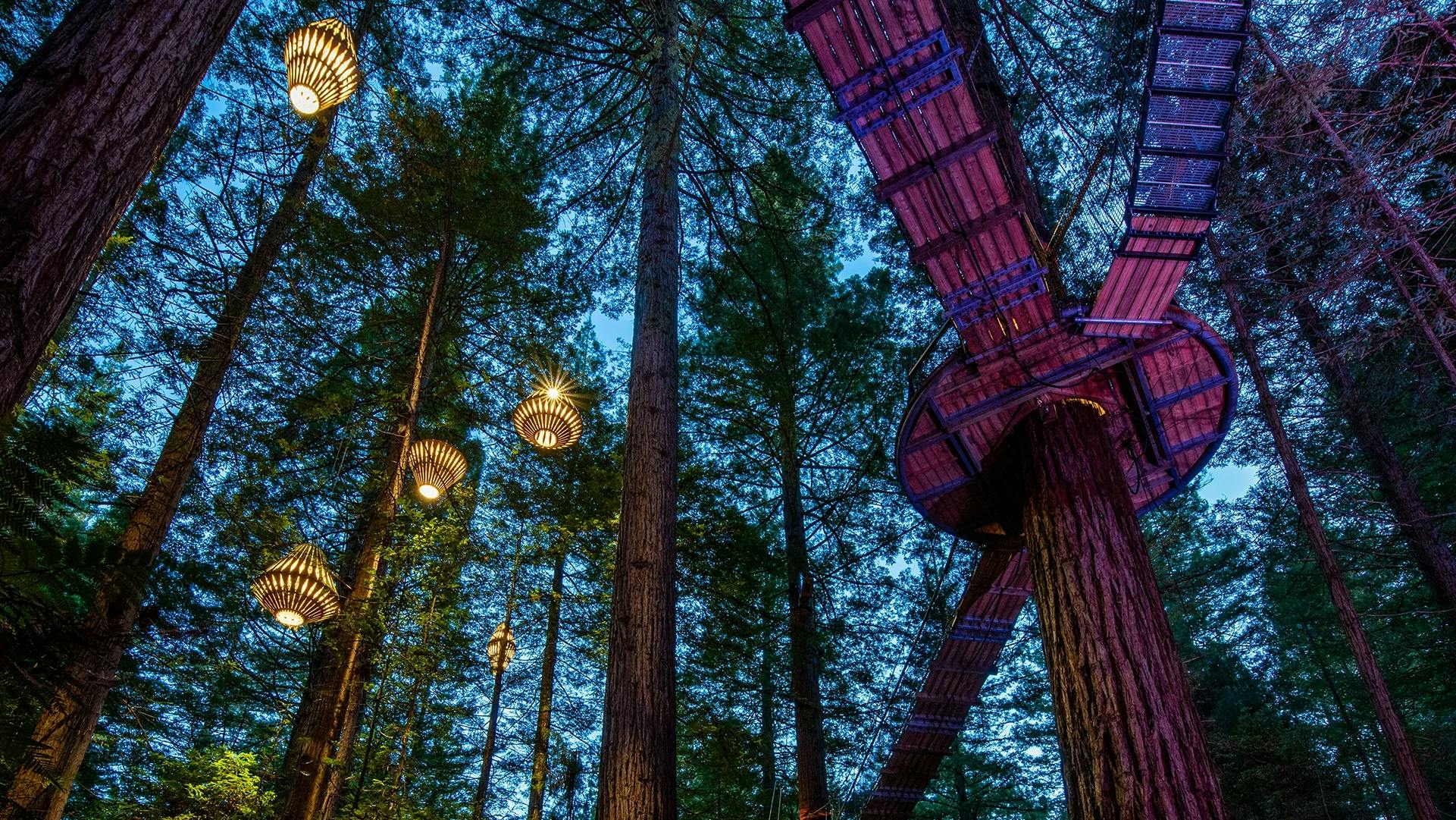 Redwoods Treewalk