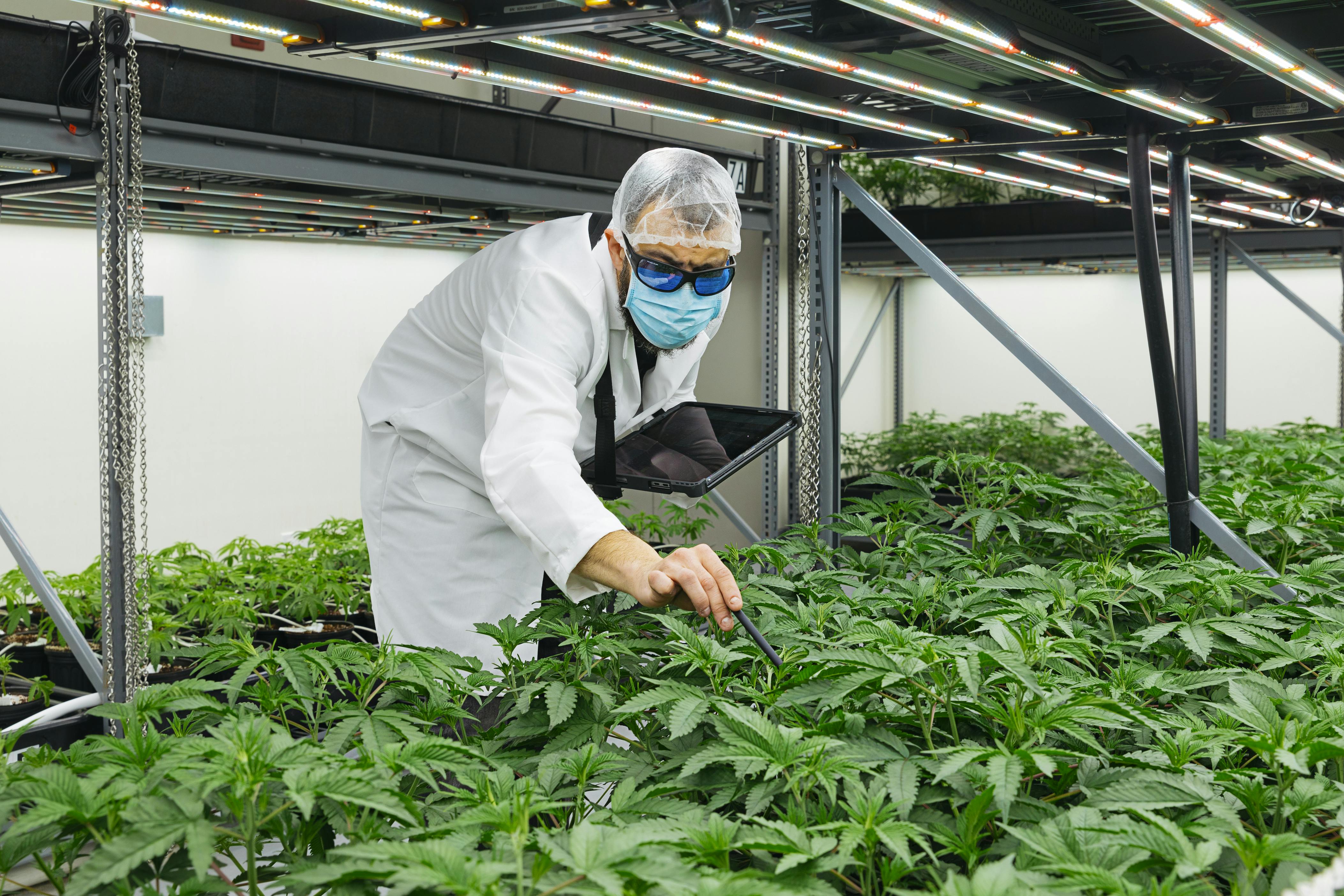 Cresco Cannabis About