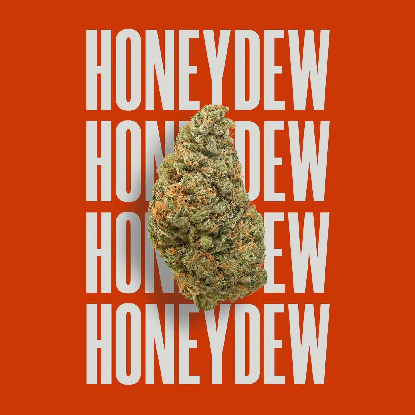 Honeydew flower, as labeled by the cited photo source