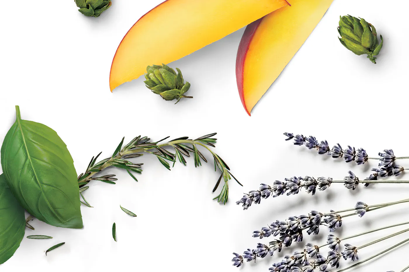Cresco Cannabis: Our Love of a Smelly Flower