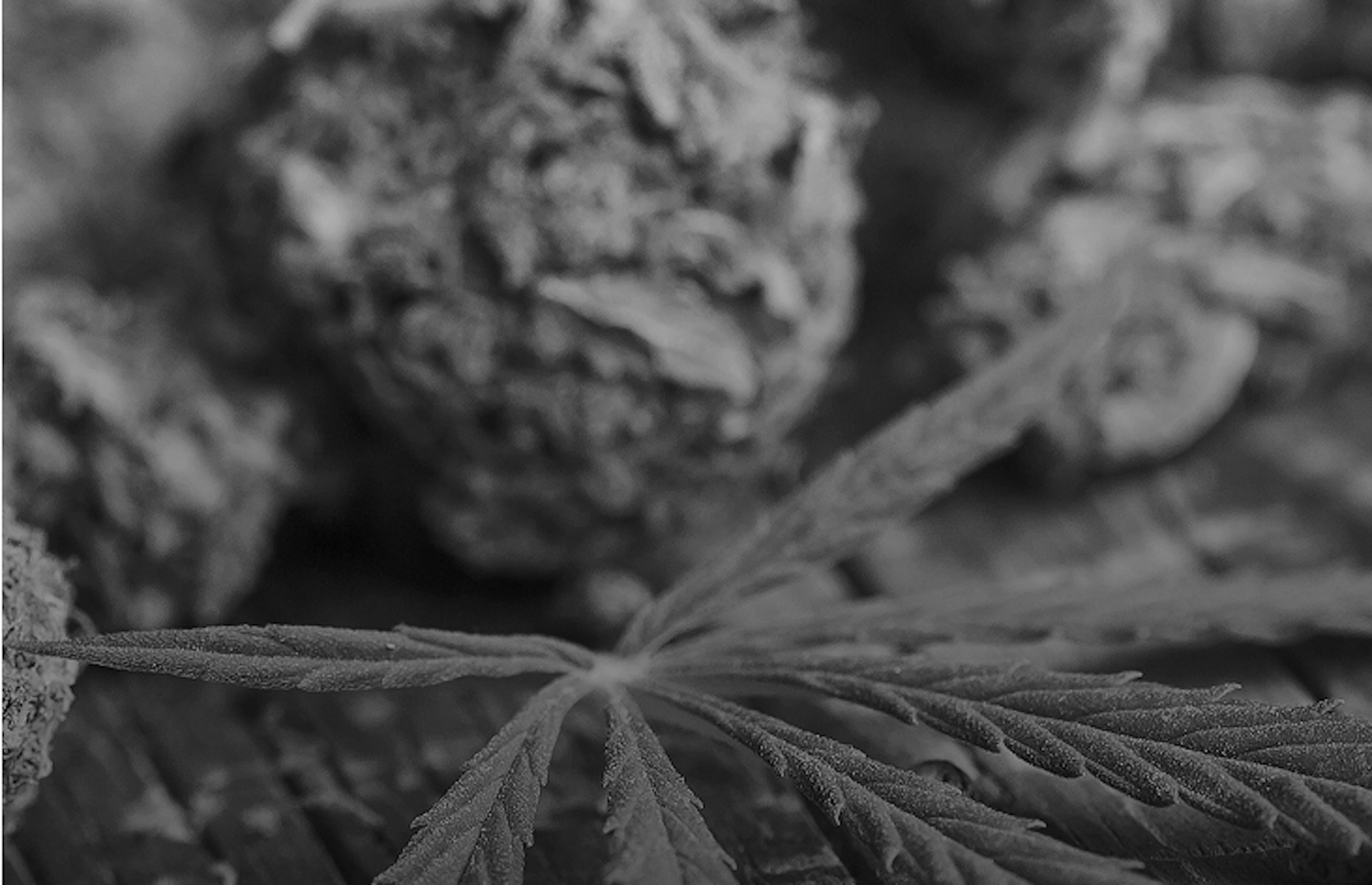 Detailed view of a cannabis leaf and nug resting on a textured wood surface, showcasing product freshness.