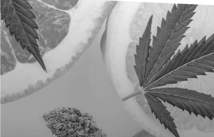 Flat lay of vibrant citrus slices and cannabis buds on a white background, suggesting fruity strain flavors.