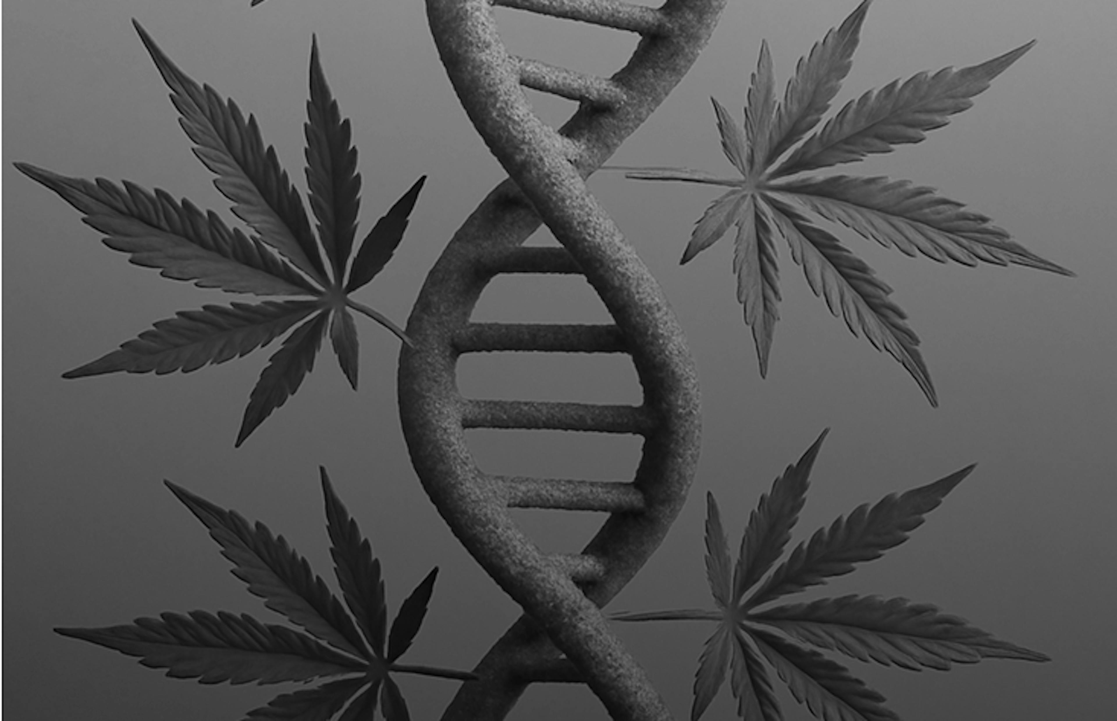 Graphic design of a DNA double helix intertwined with cannabis leaves, symbolizing strain genetics and innovation.