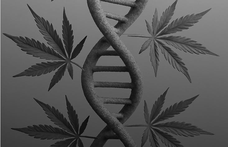 Graphic design of a DNA double helix intertwined with cannabis leaves, symbolizing strain genetics and innovation.