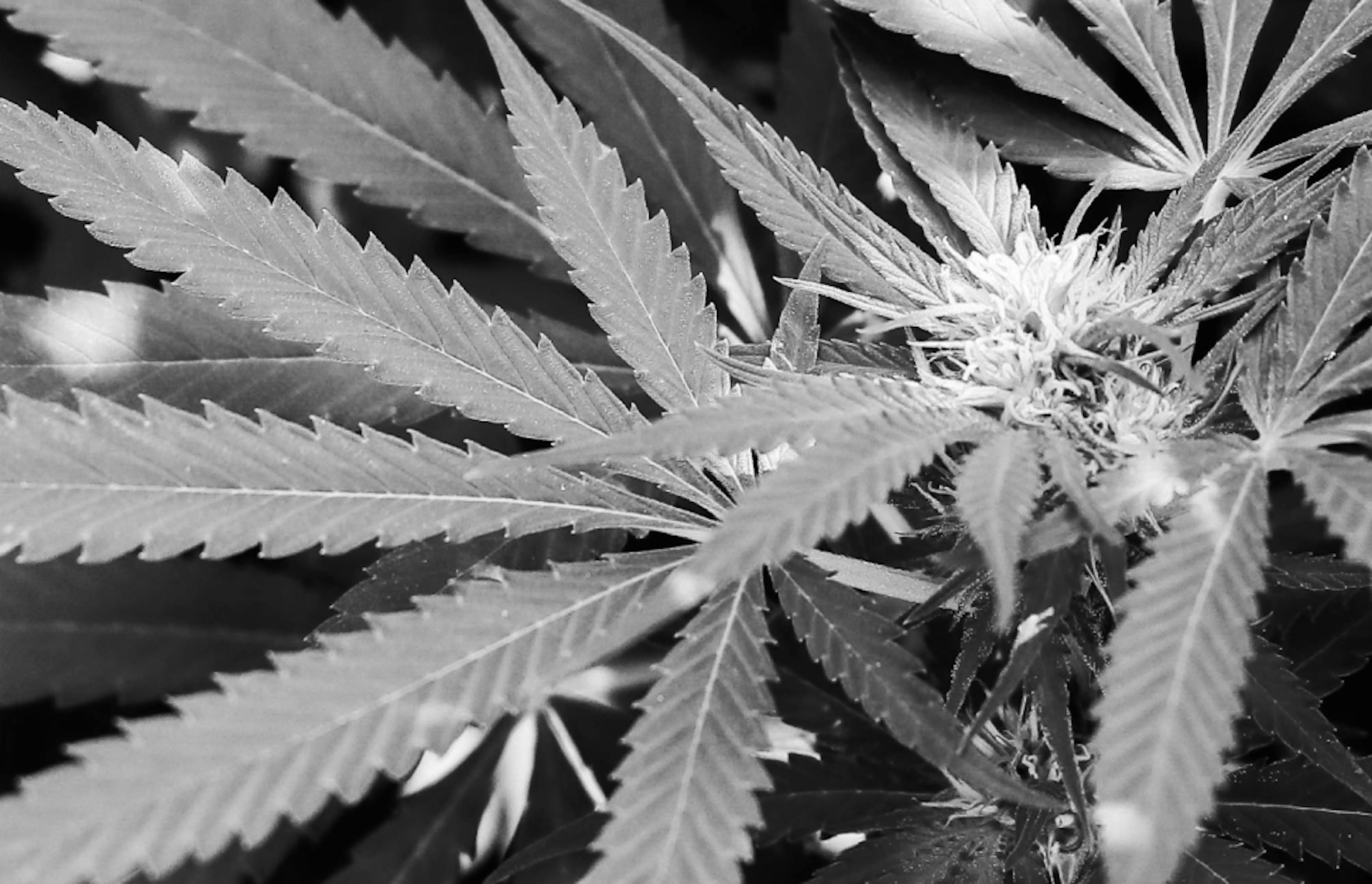 Close-up of cannabis leaves in a garden setting, showcasing the serrated edges and textured veins of the plant in black and white.