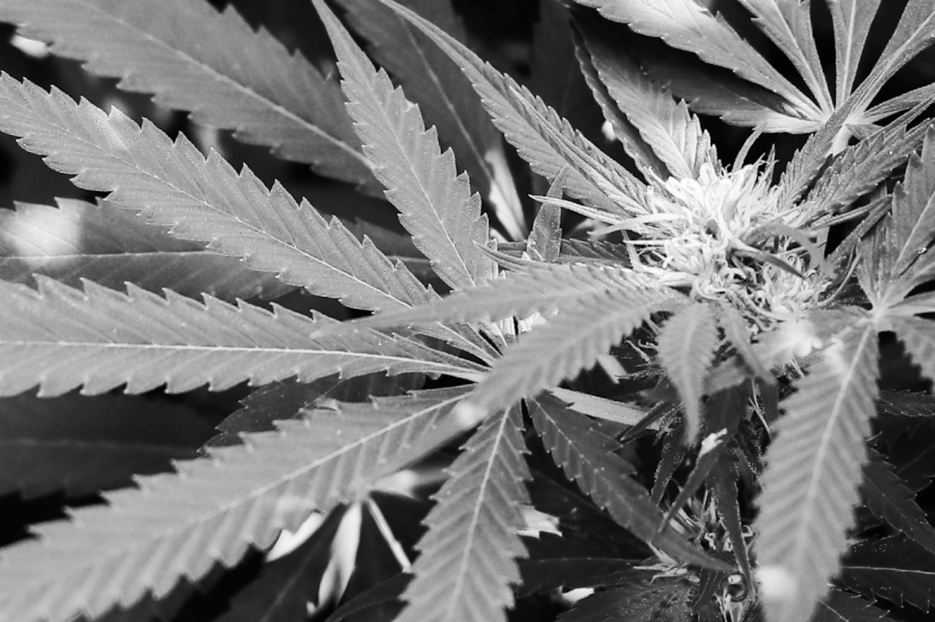 Close-up of cannabis leaves in a garden setting, showcasing the serrated edges and textured veins of the plant in black and white.
