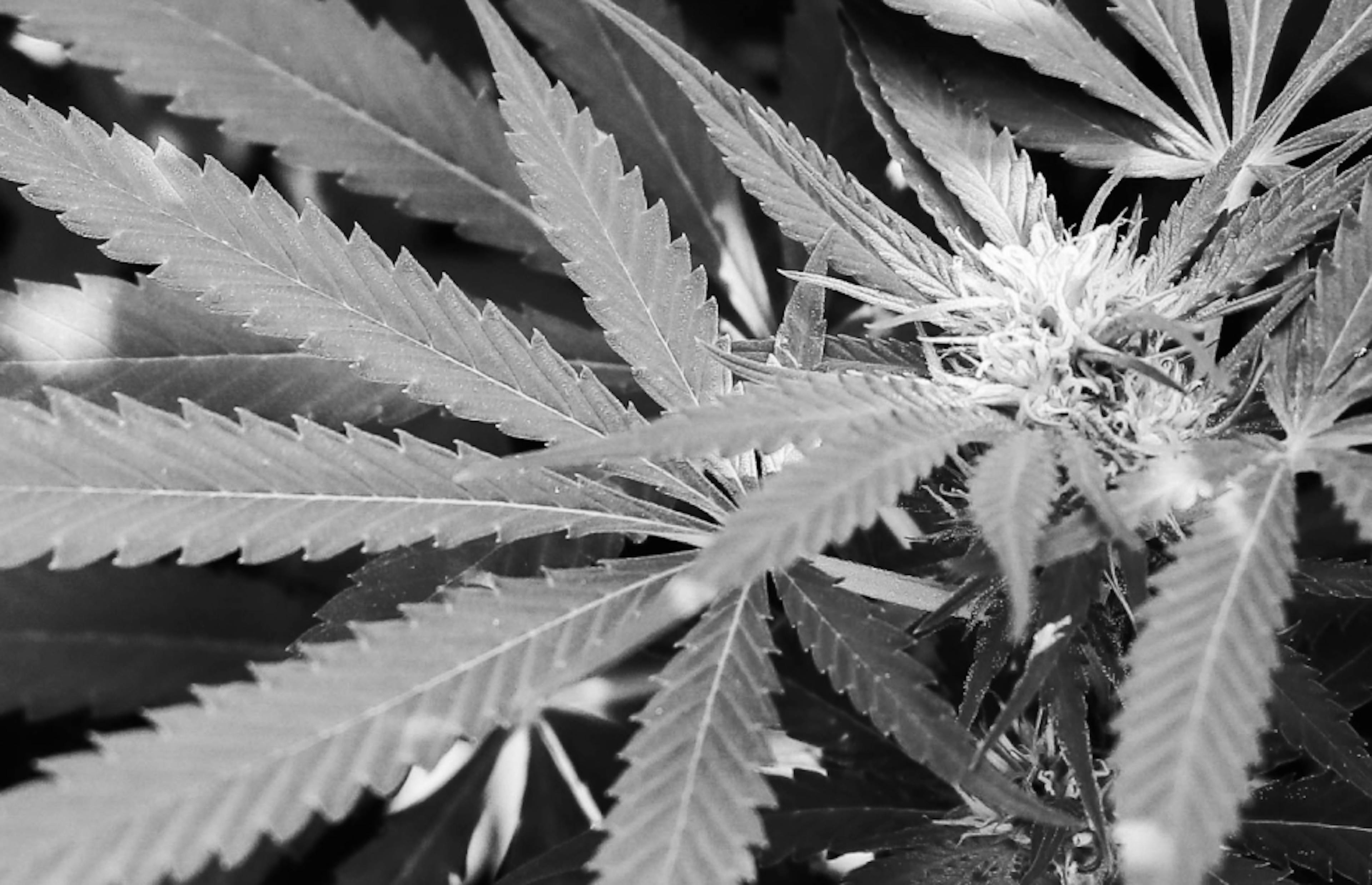 Close-up of cannabis leaves in a garden setting, showcasing the serrated edges and textured veins of the plant in black and white.