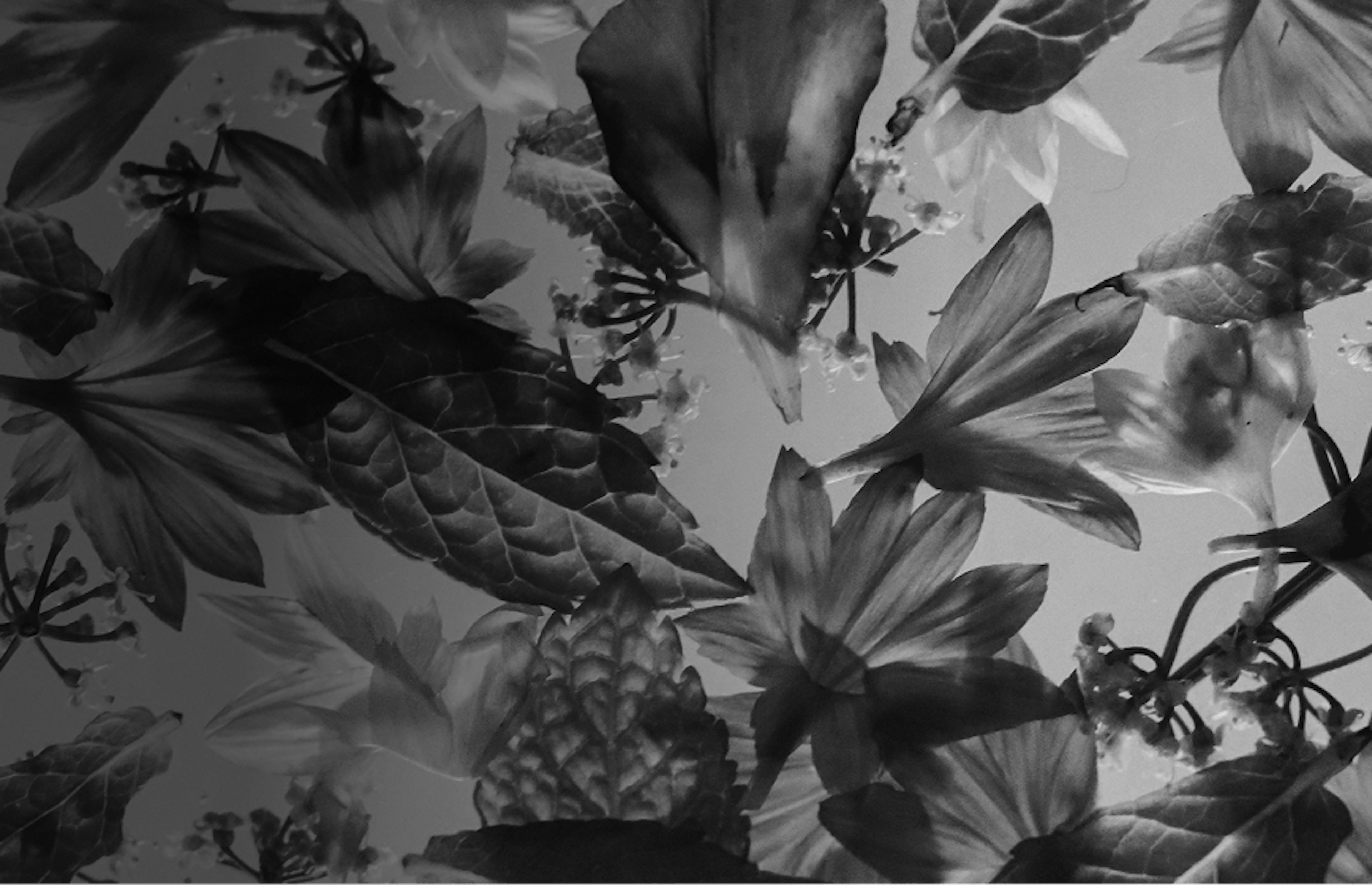 Botanical herbs and flower petals symbolizing naturally occurring cannabis terpenes like linalool and myrcene